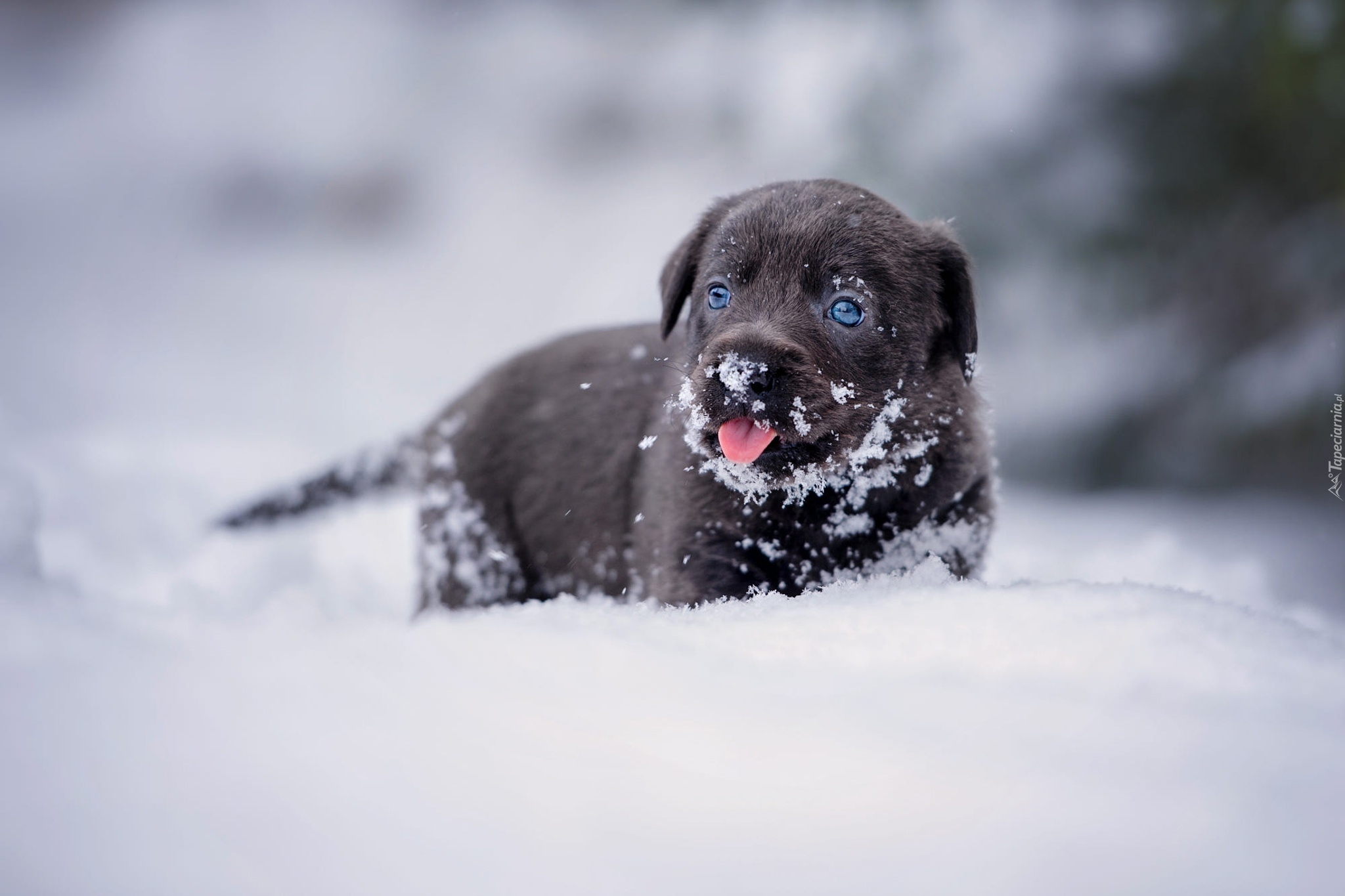 Pies, Szczeniak, Labrador retriever, Zima, Śnieg