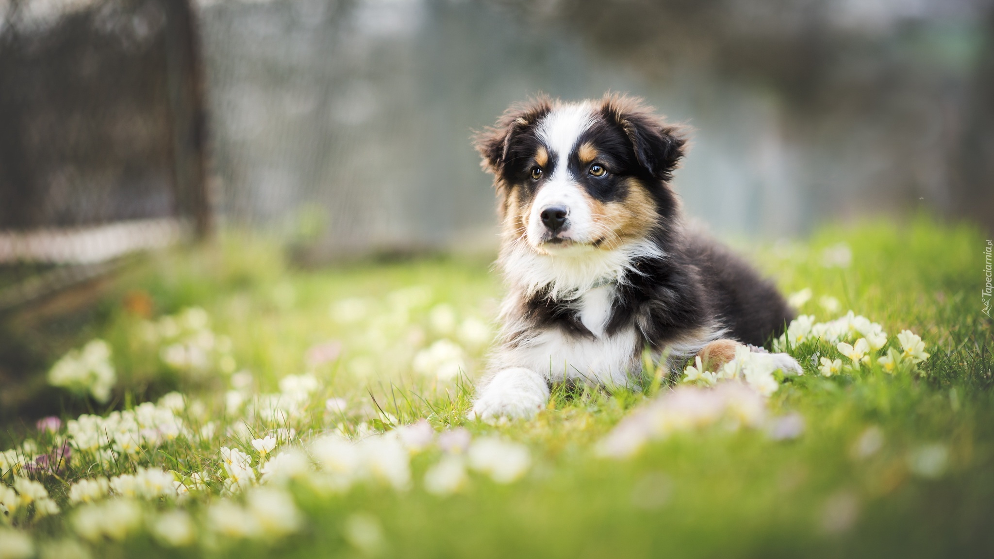 Szczeniak, Owczarek australijski-australian shepherd, Łąka