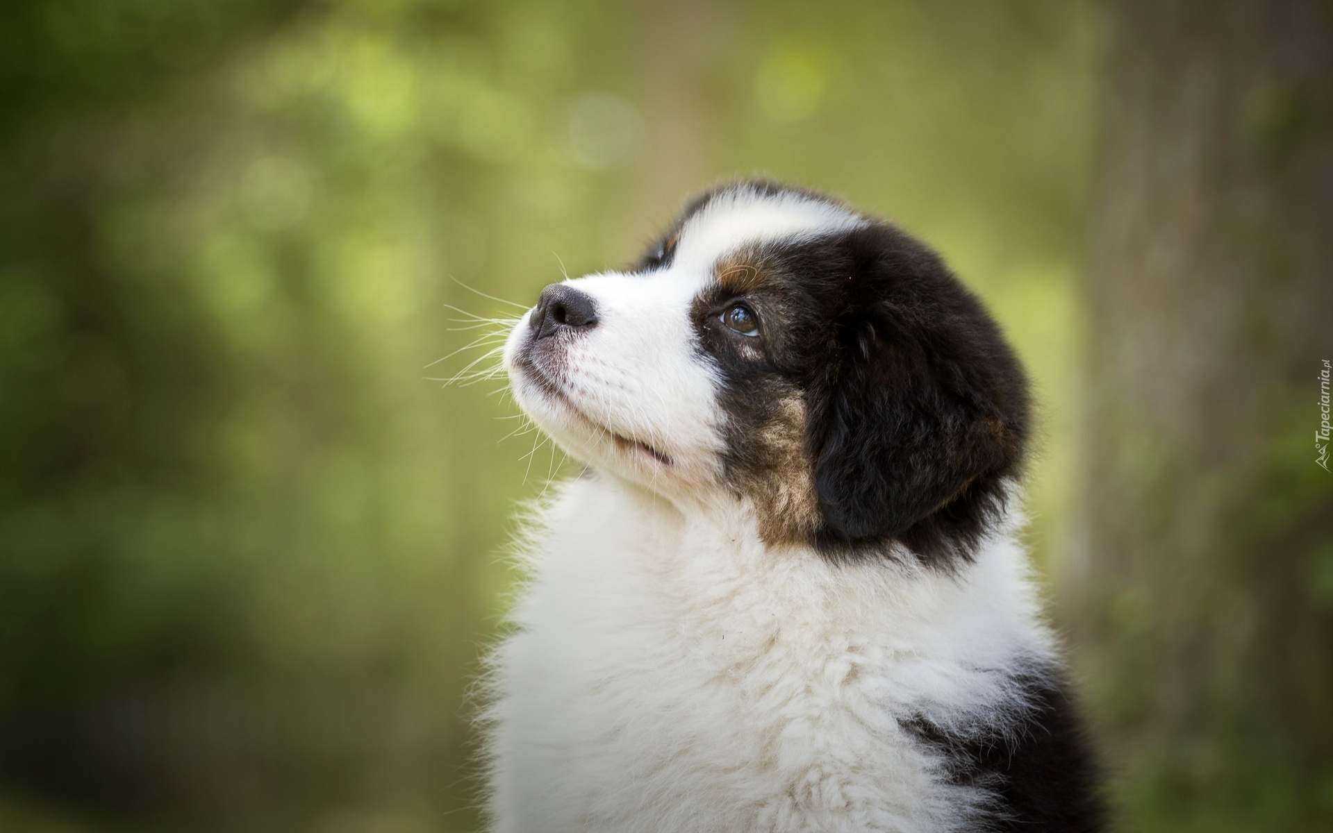 Szczeniak, Owczarek australijski, Australian shepherd