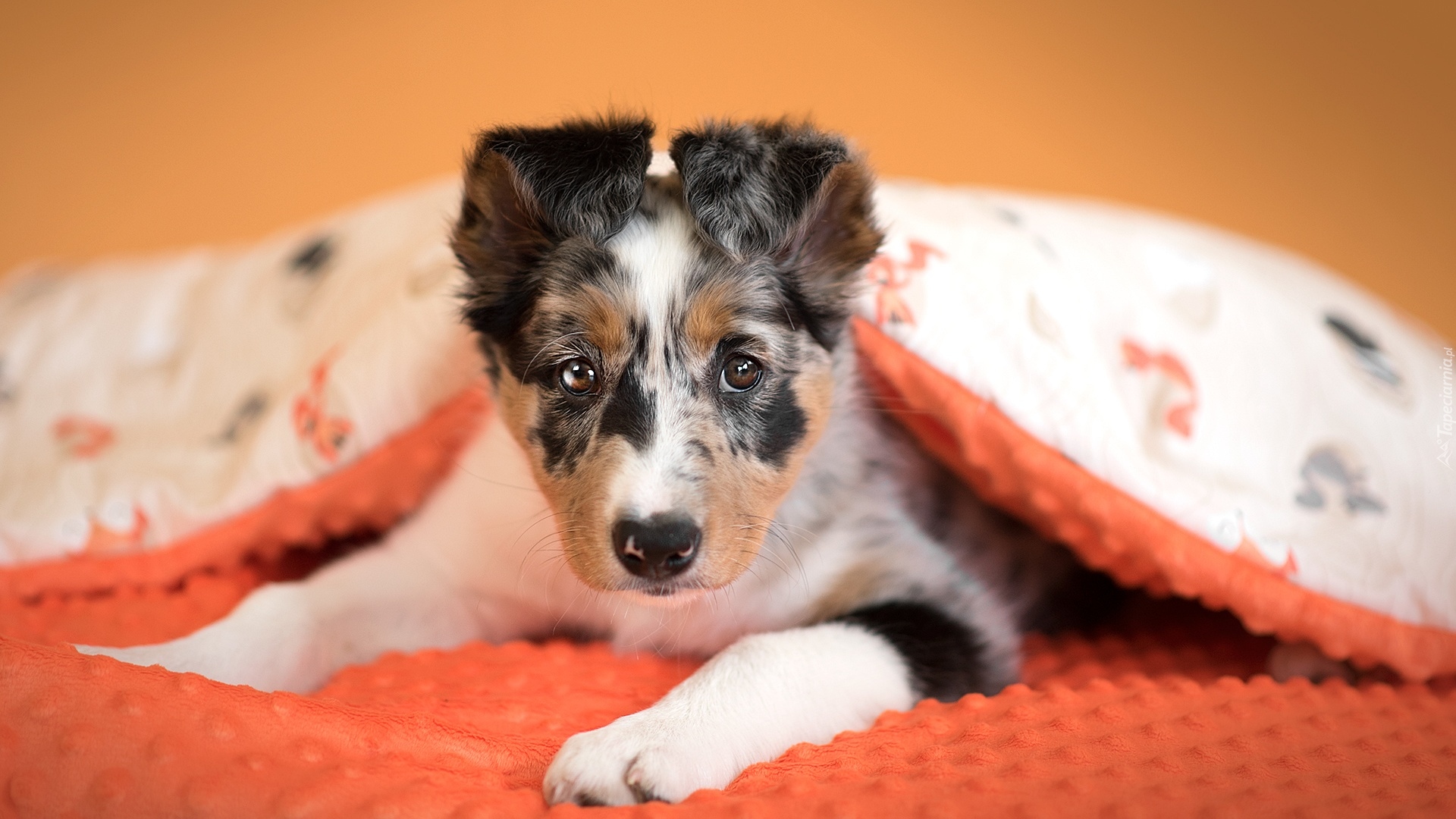 Pies, Szczeniak, Border collie, Kołdra