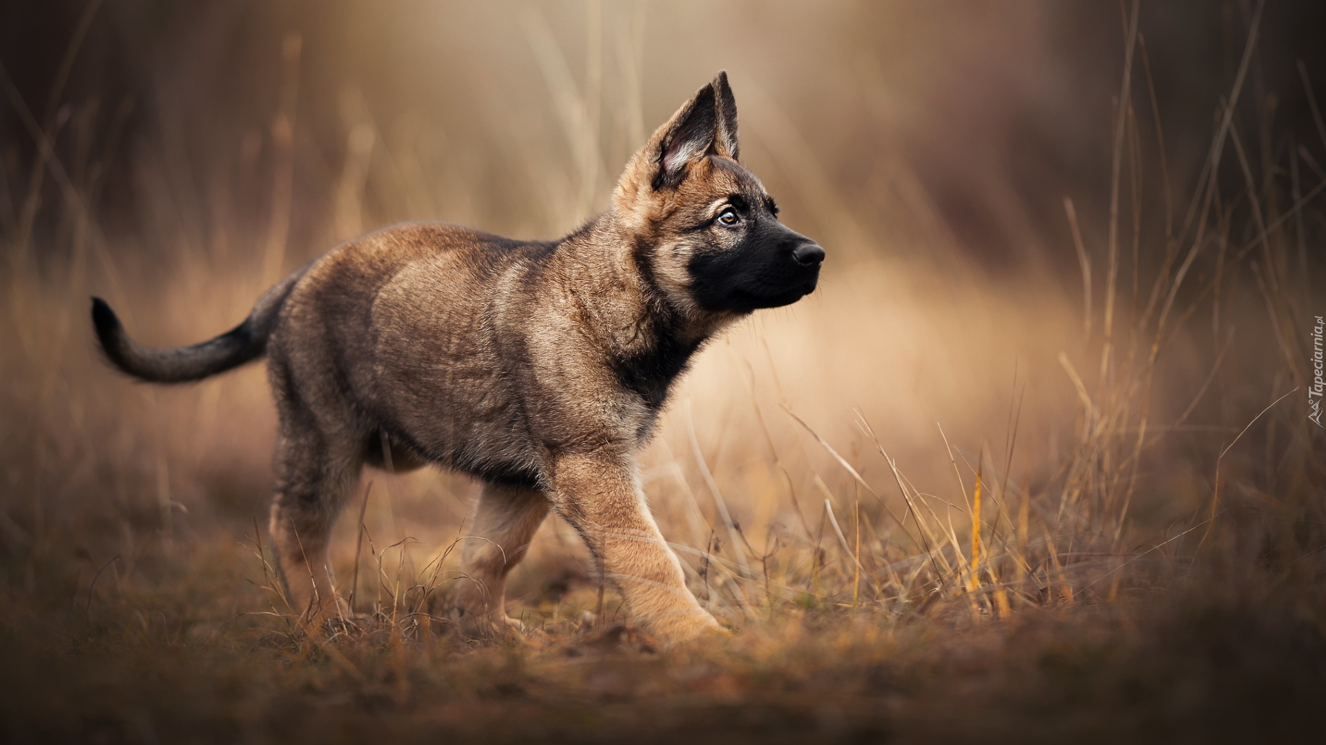 Pies, Szczeniak, Owczarek belgijski Malinois