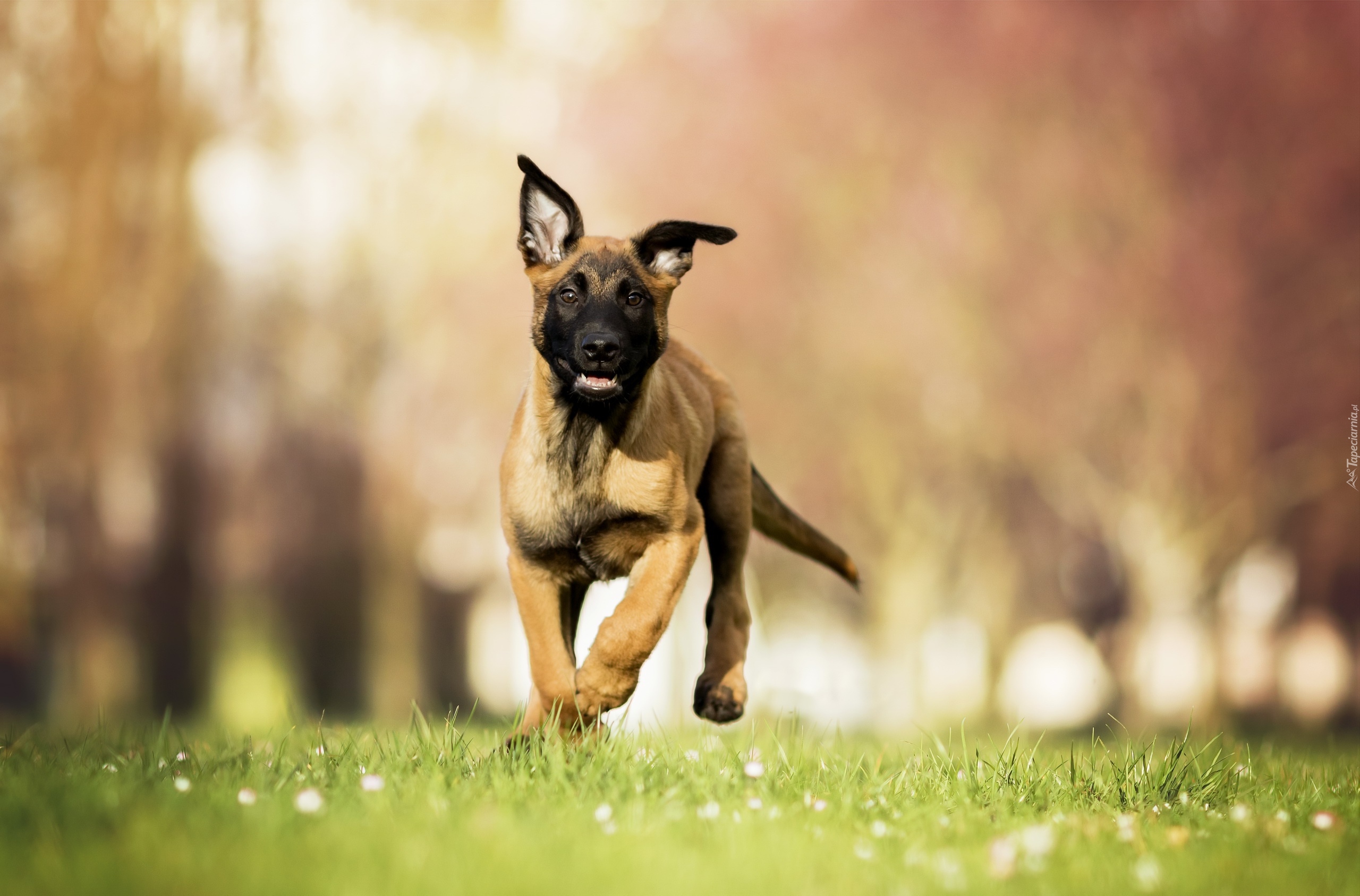 Pies, Owczarek belgijski Malinois, Szczeniak, Bieg