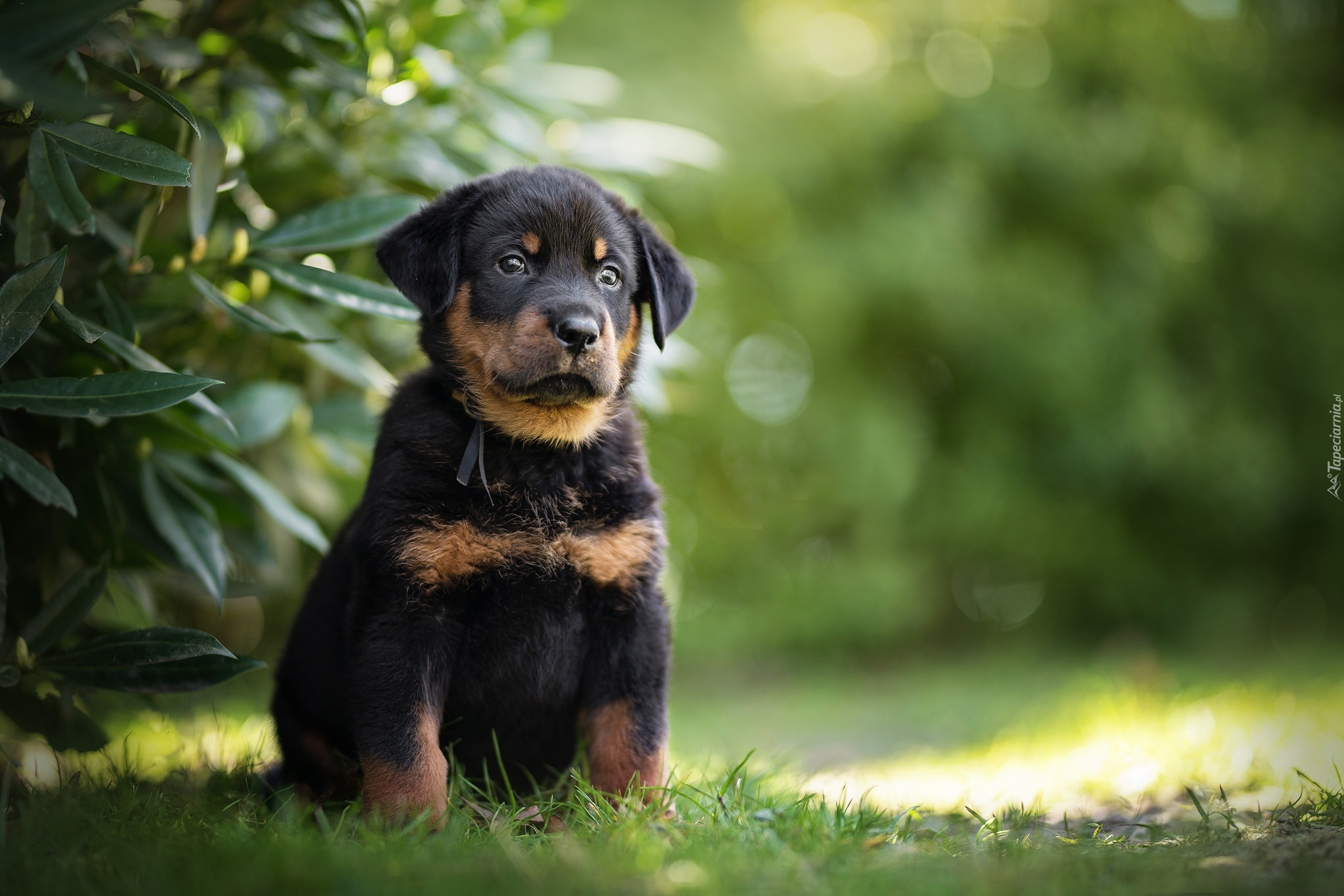 Pies, Szczeniak, Owczarek francuski Beauceron