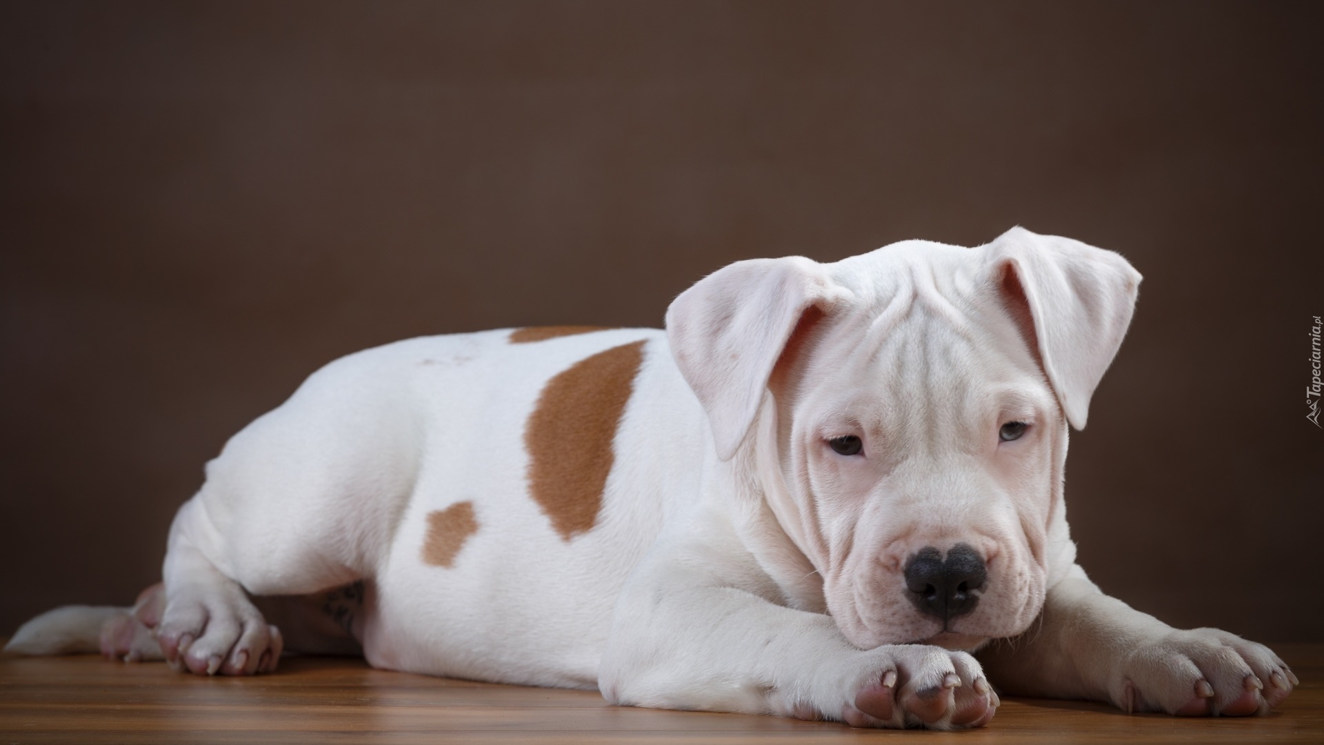 Szczeniak, Pies, Pit bull terrier