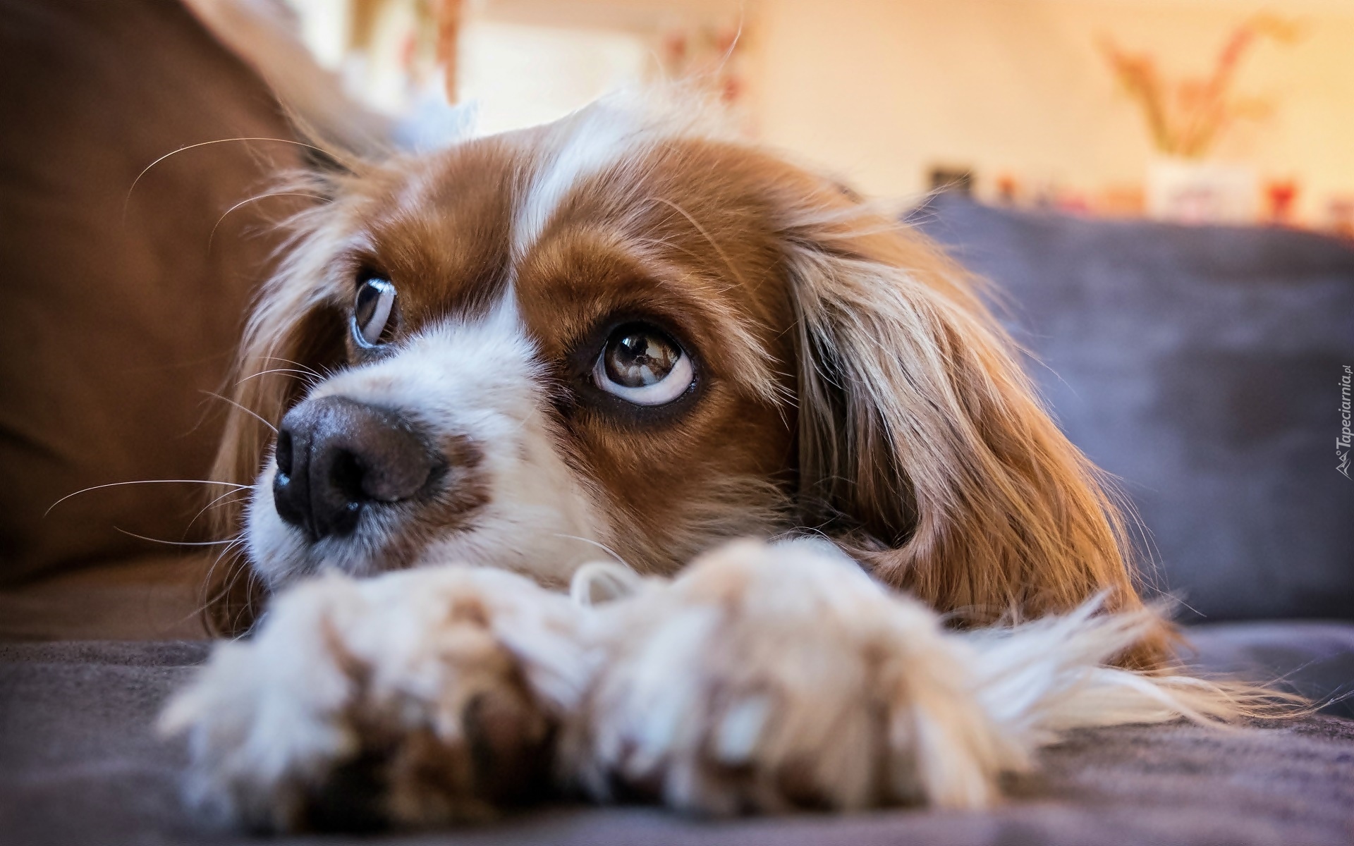 Pies, Szczeniak, Cavalier king charles spaniel, Zbliżenie