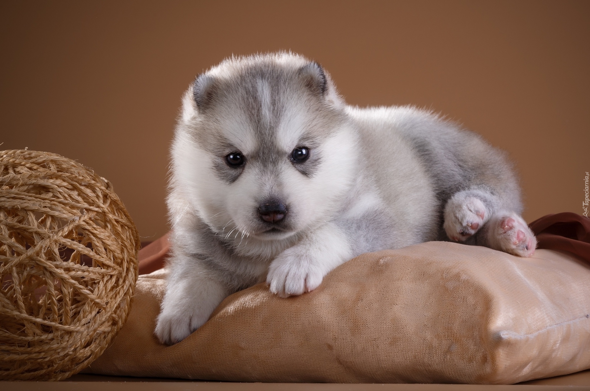 Pies, Szczeniak, Siberian husky, Poduszka