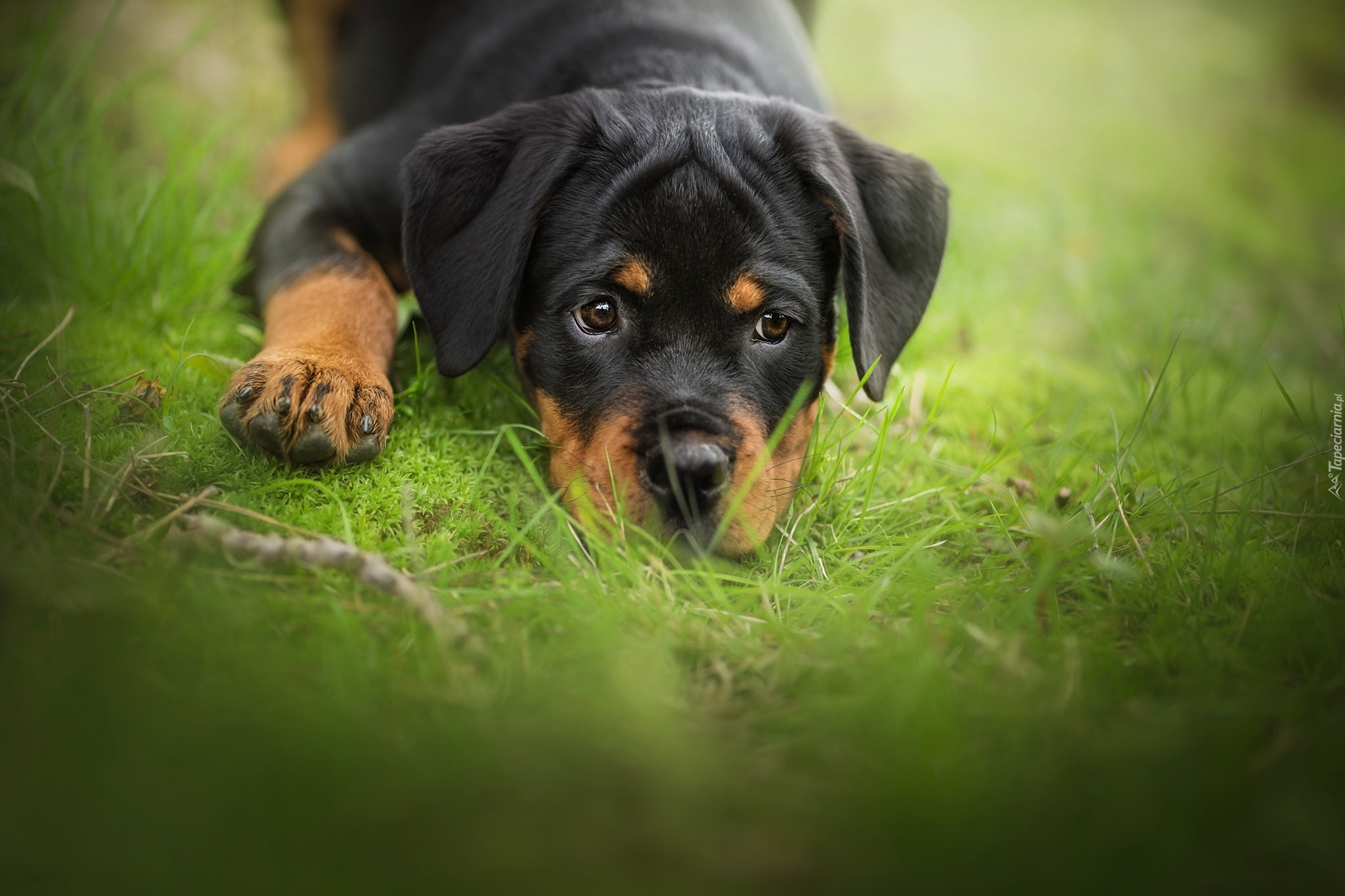 Pies, Szczeniak, Rottweiler, Trawa