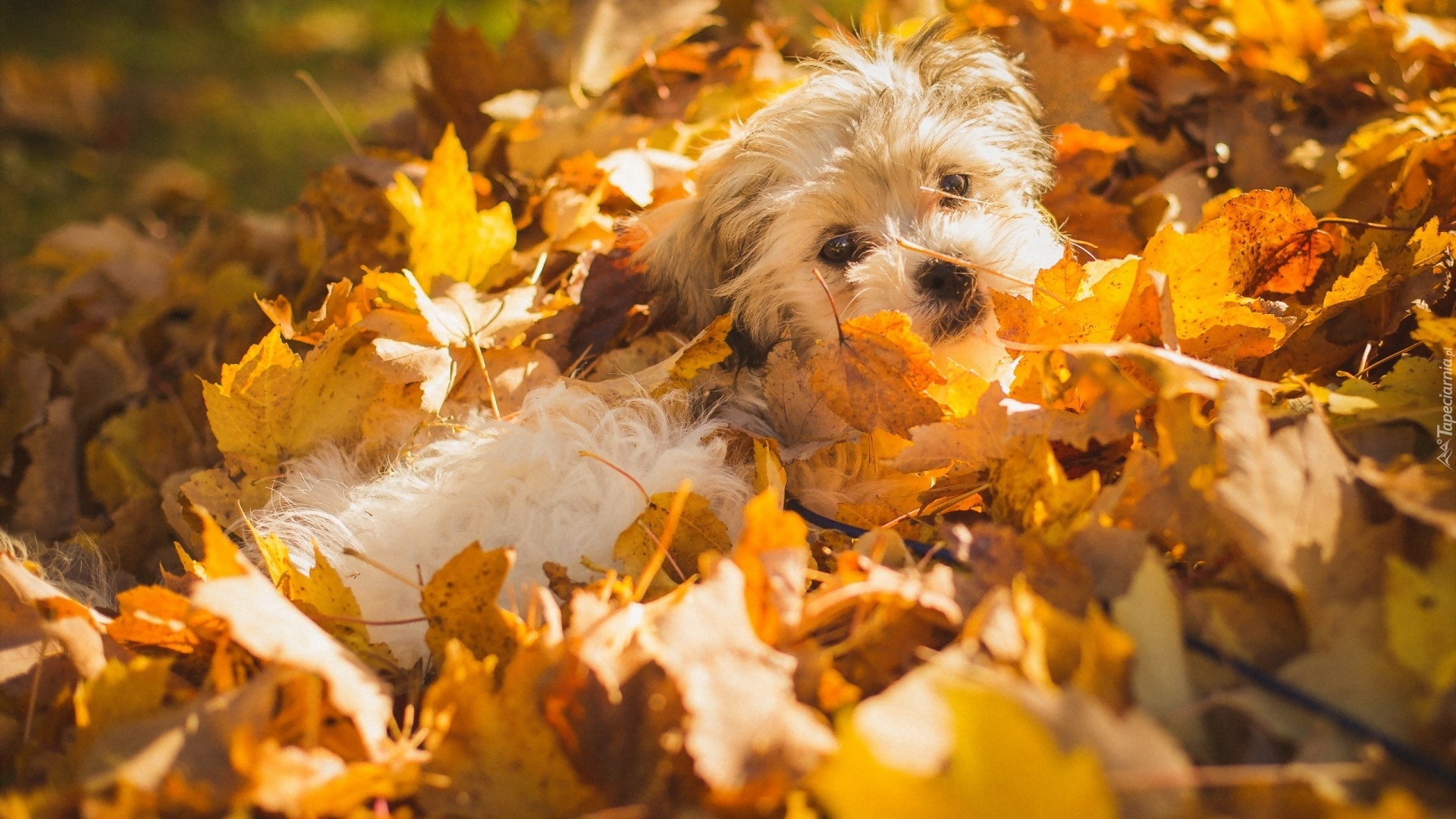 Pies, Szczeniak, Shichon, Liście