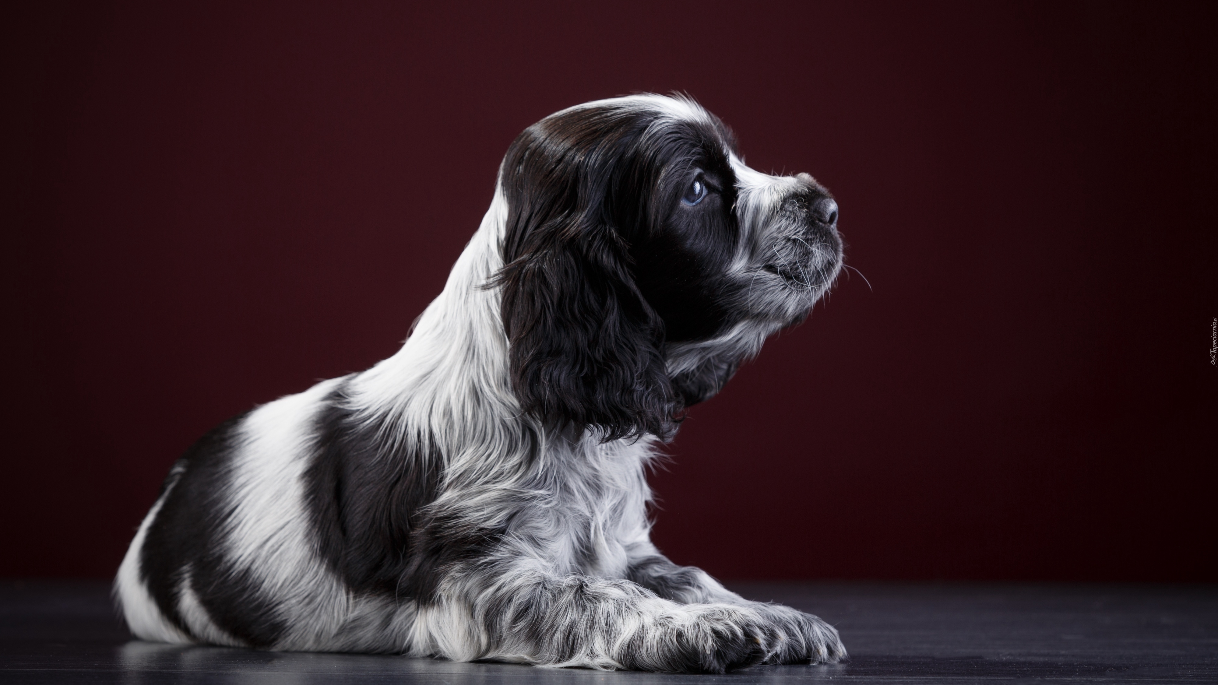 Szczeniak, Springer spaniel angielski