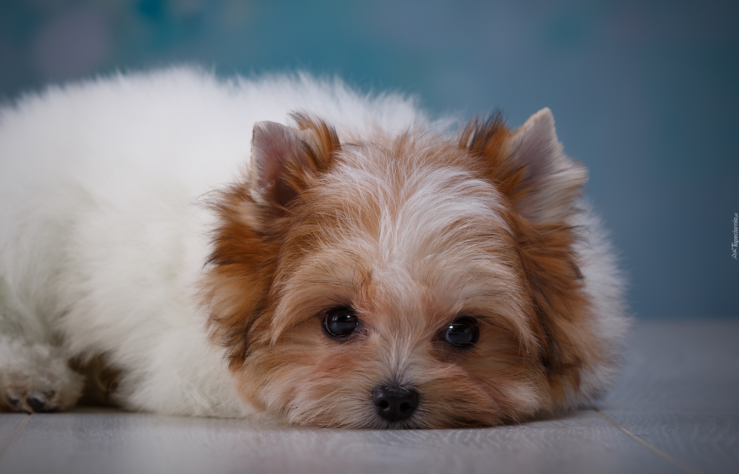 Szczeniak, Yorkshire terrier biewer