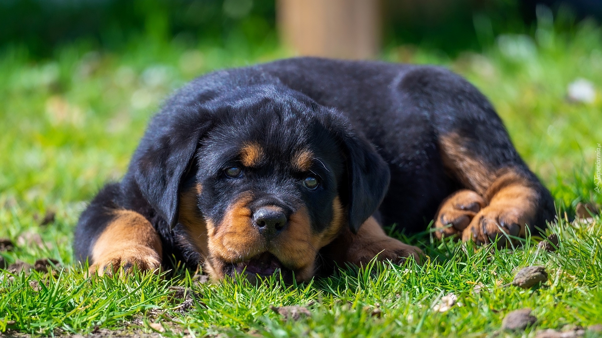 Rottweiler, Szczeniak, Trawa