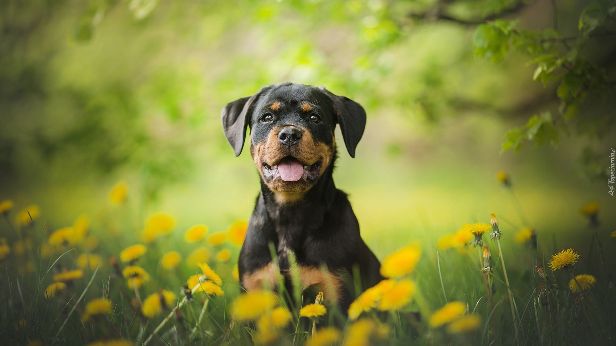 Szczeniak, Rottweiler, Łąka, Mniszek pospolity