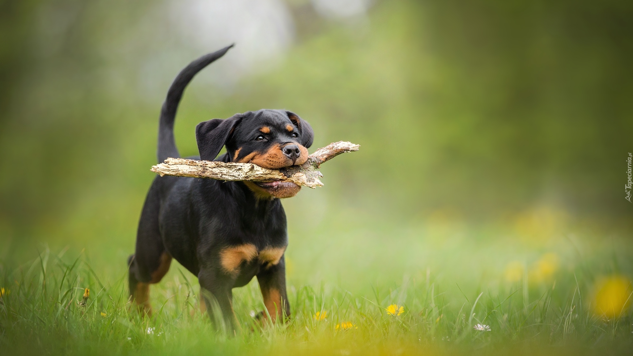 Pies, Szczeniak, Rottweiler, Patyk, Łąka, Trawa, Kwiatki