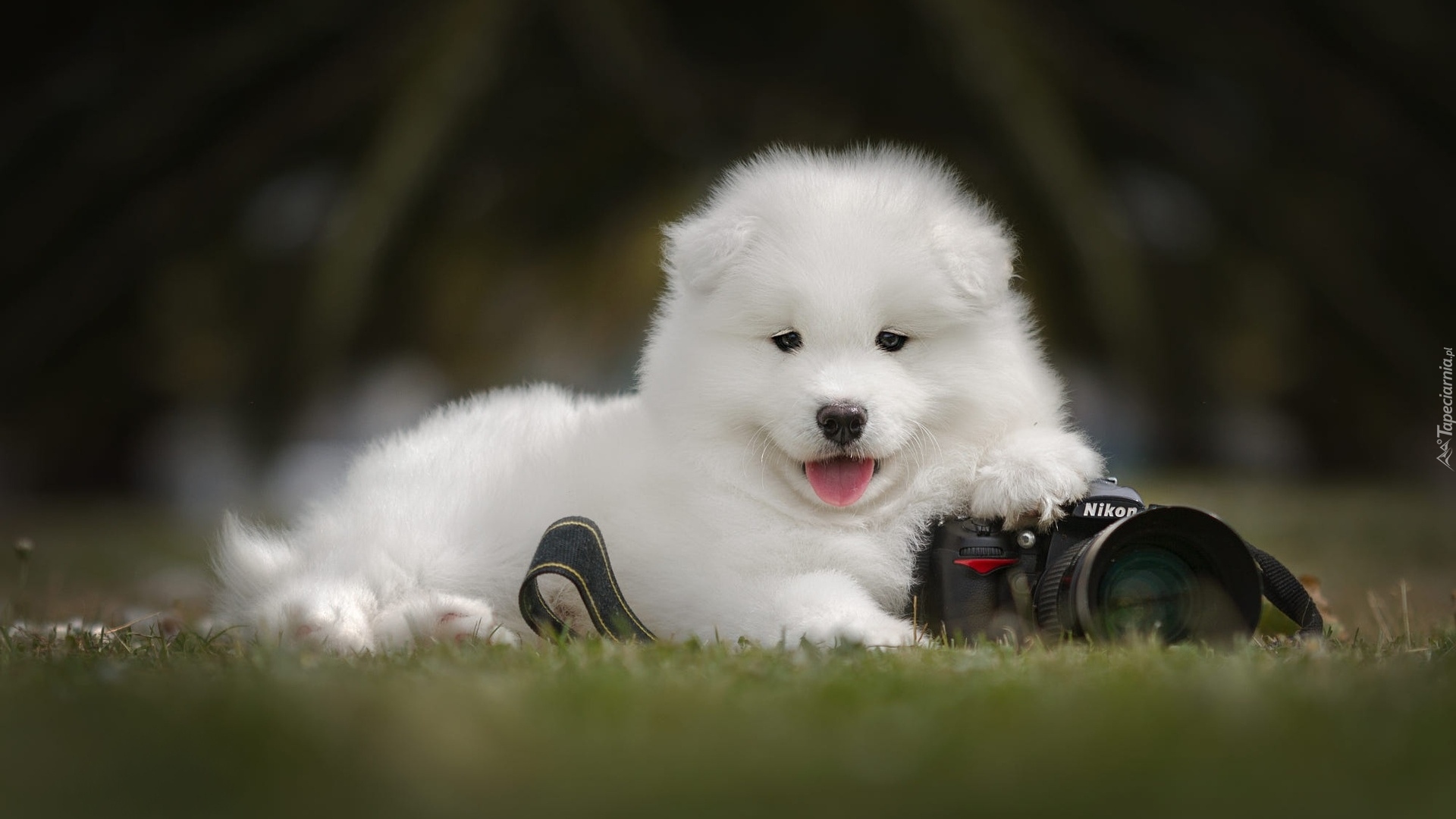 Pies, Samojed, Szczeniak, Aparat fotograficzny