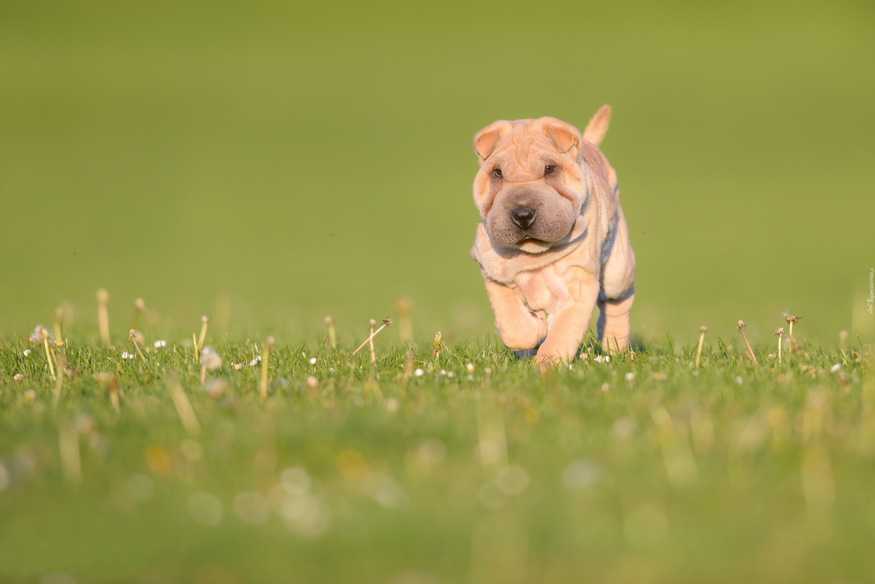 Pies, Szczeniak, Shar pei, Łąka, Trawa