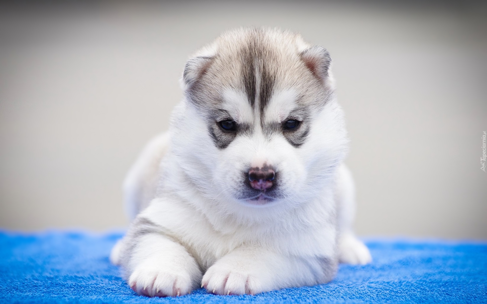 Leżący, Szczeniak, Siberian Husky