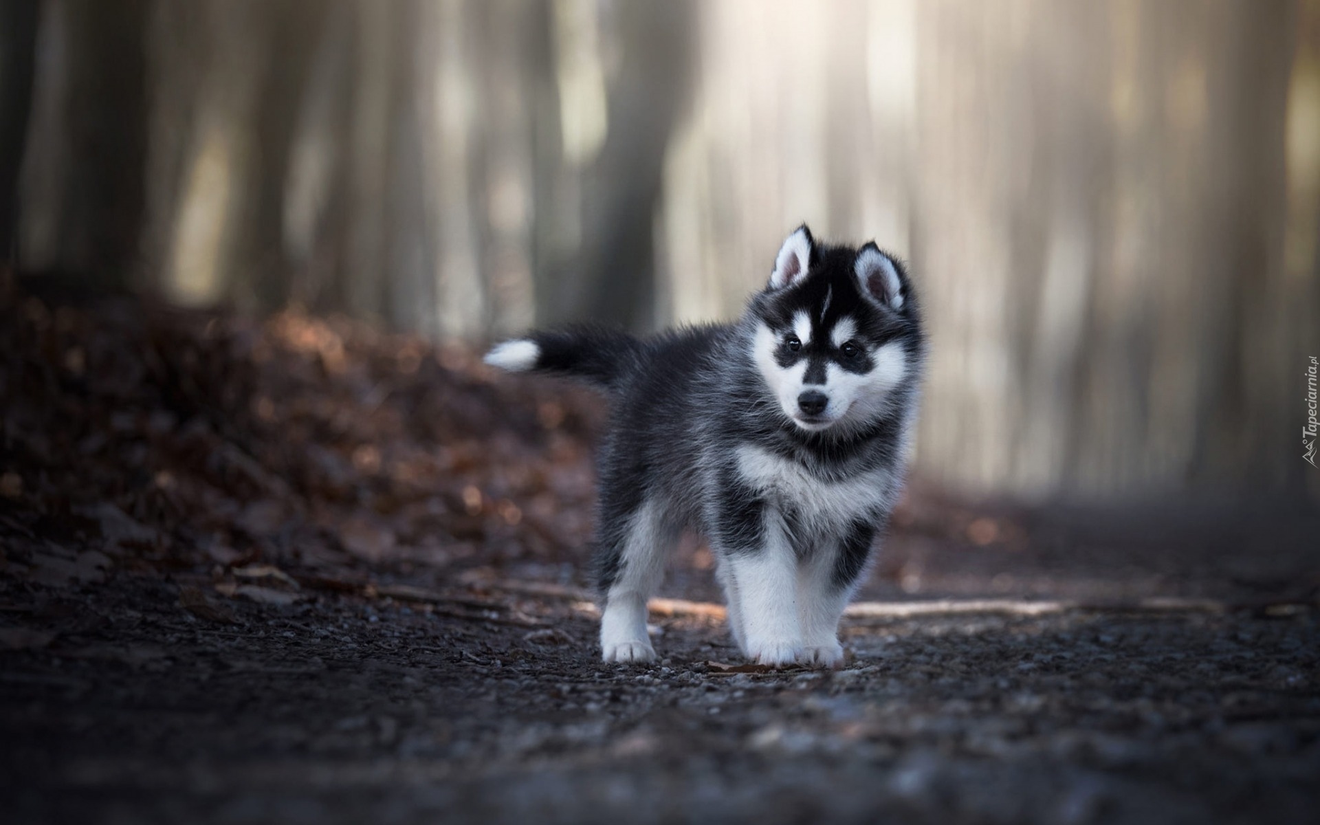 Siberian husky, Szczeniak, Las, Droga