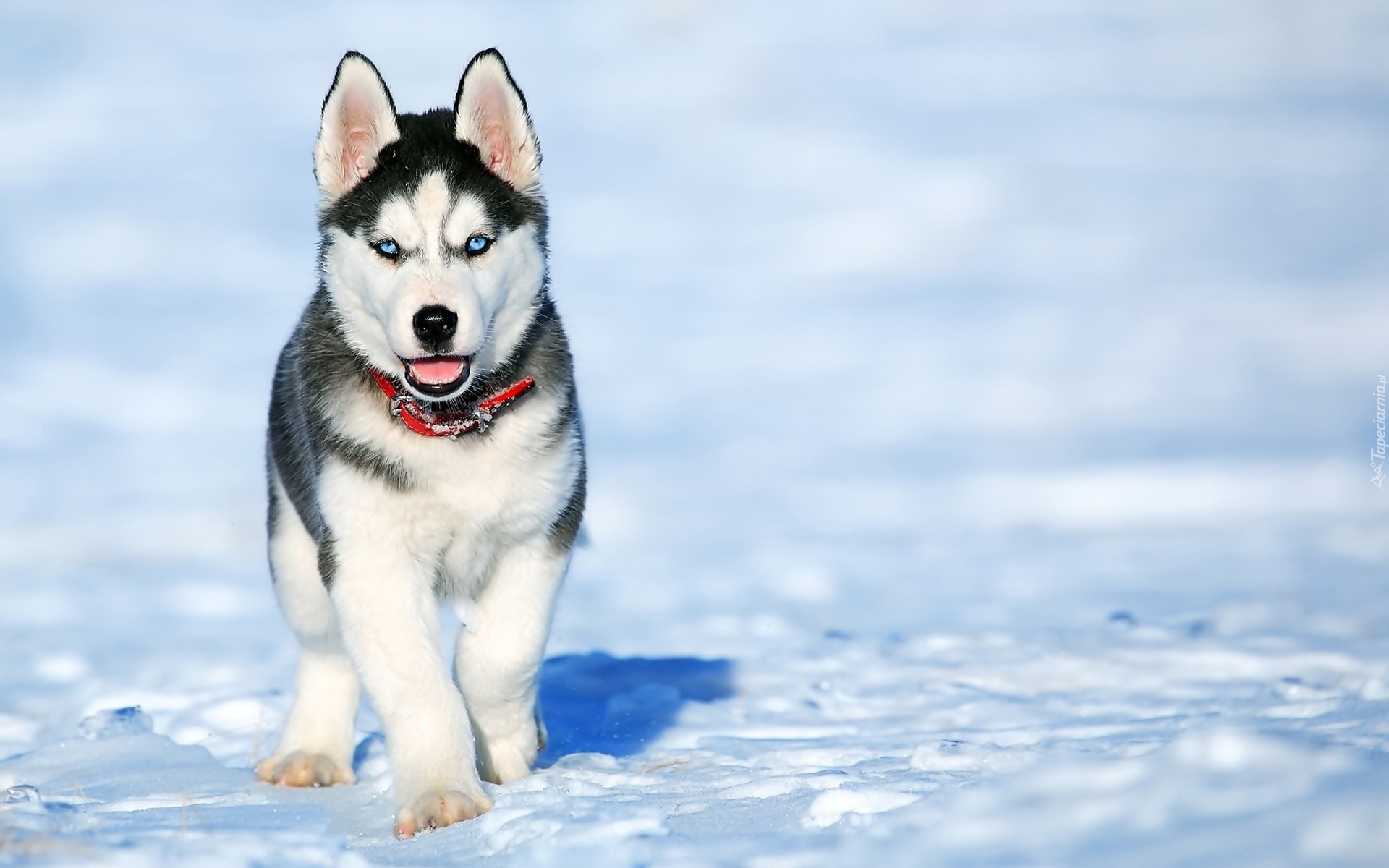 Siberian husky, Szczeniak, Śnieg