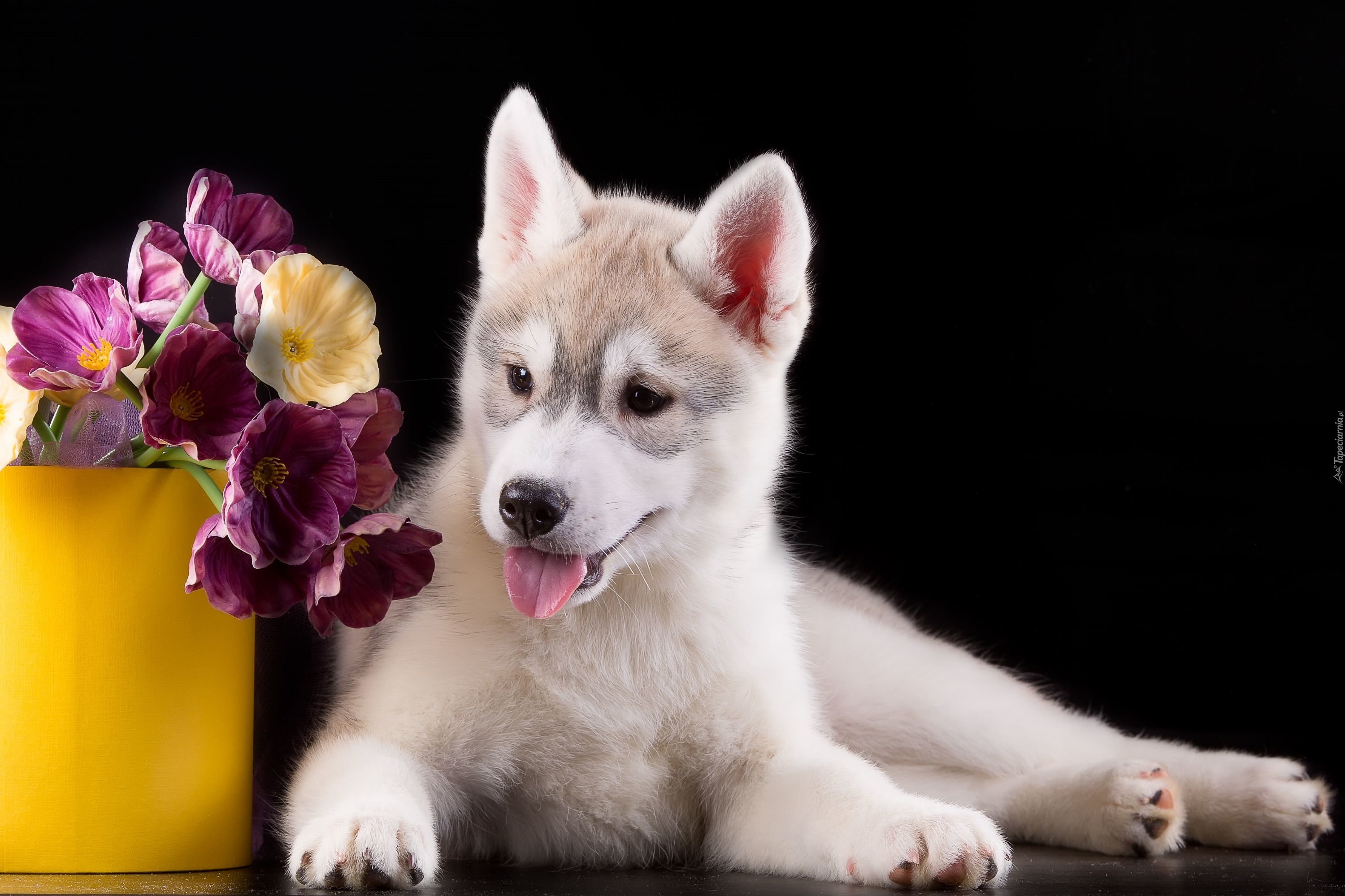 Pies, Siberian husky, Szczeniak