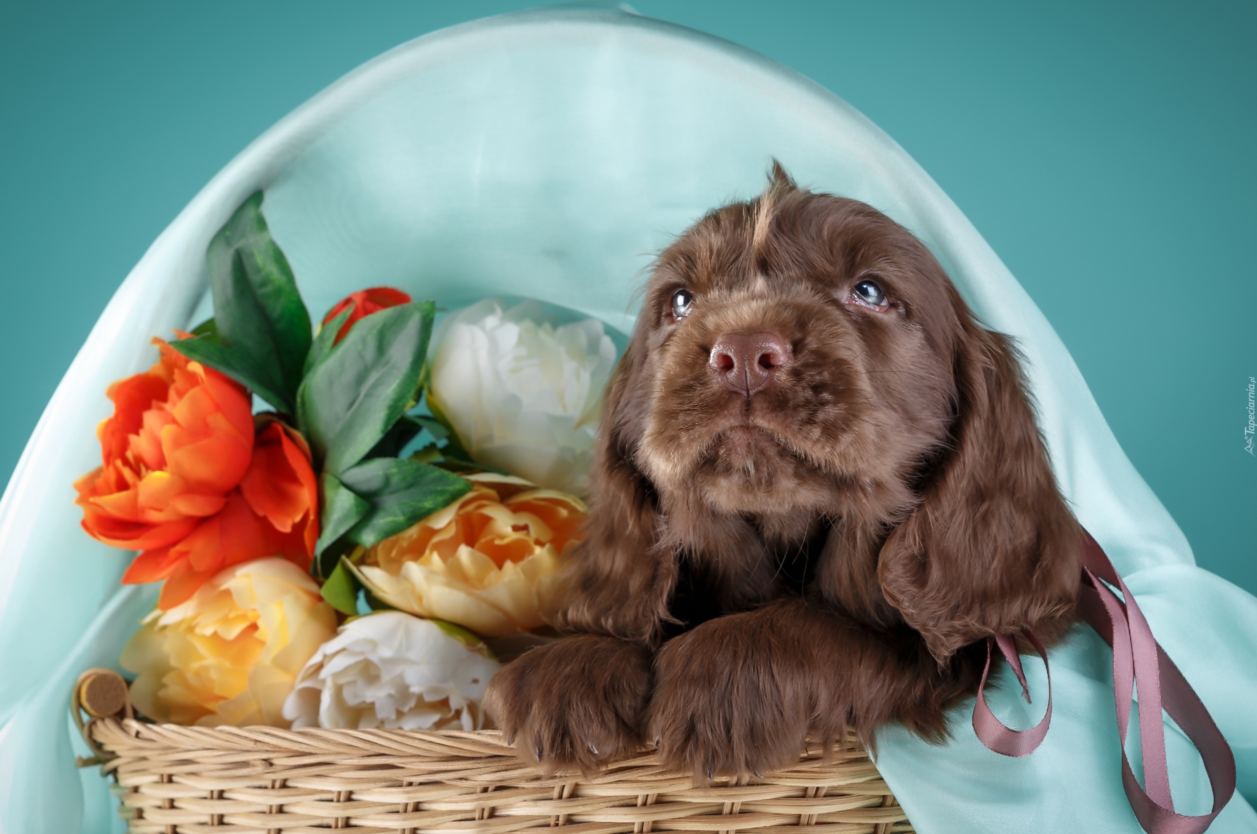 Szczeniak, Spaniel, Kwiaty, Koszyk