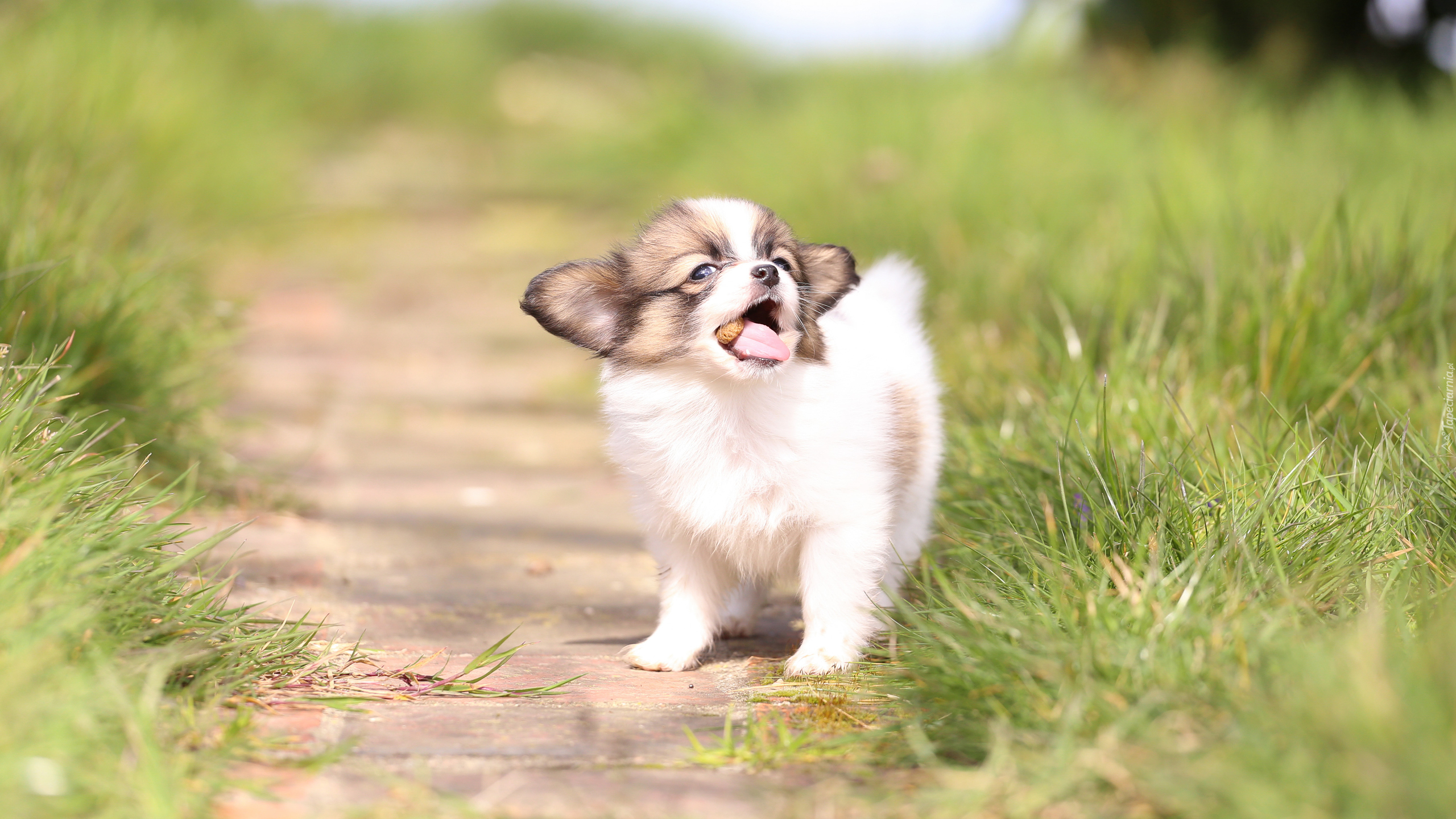 Pies, Szczeniak, Spaniel kontynentalny miniaturowy Papillon, Ścieżka, Trawa, Rozmyte tło