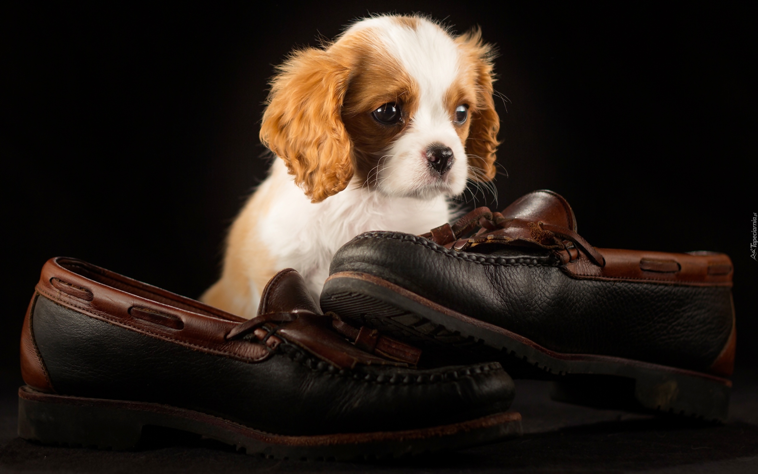 Szczeniak, Cavalier King Charles Spaniel, Buty