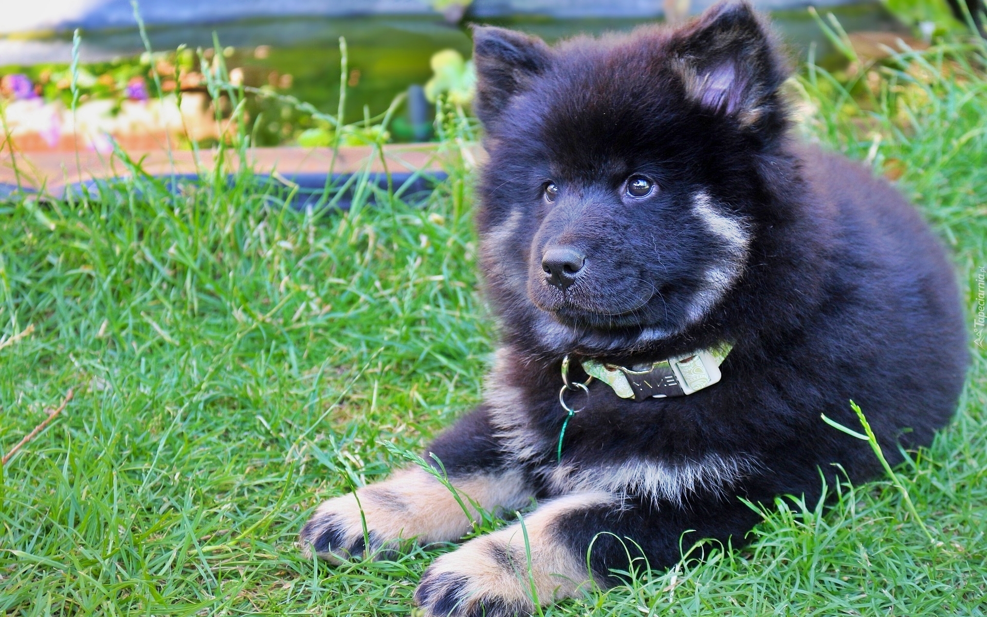 Szczeniak, Szpic eurasier, Trawa