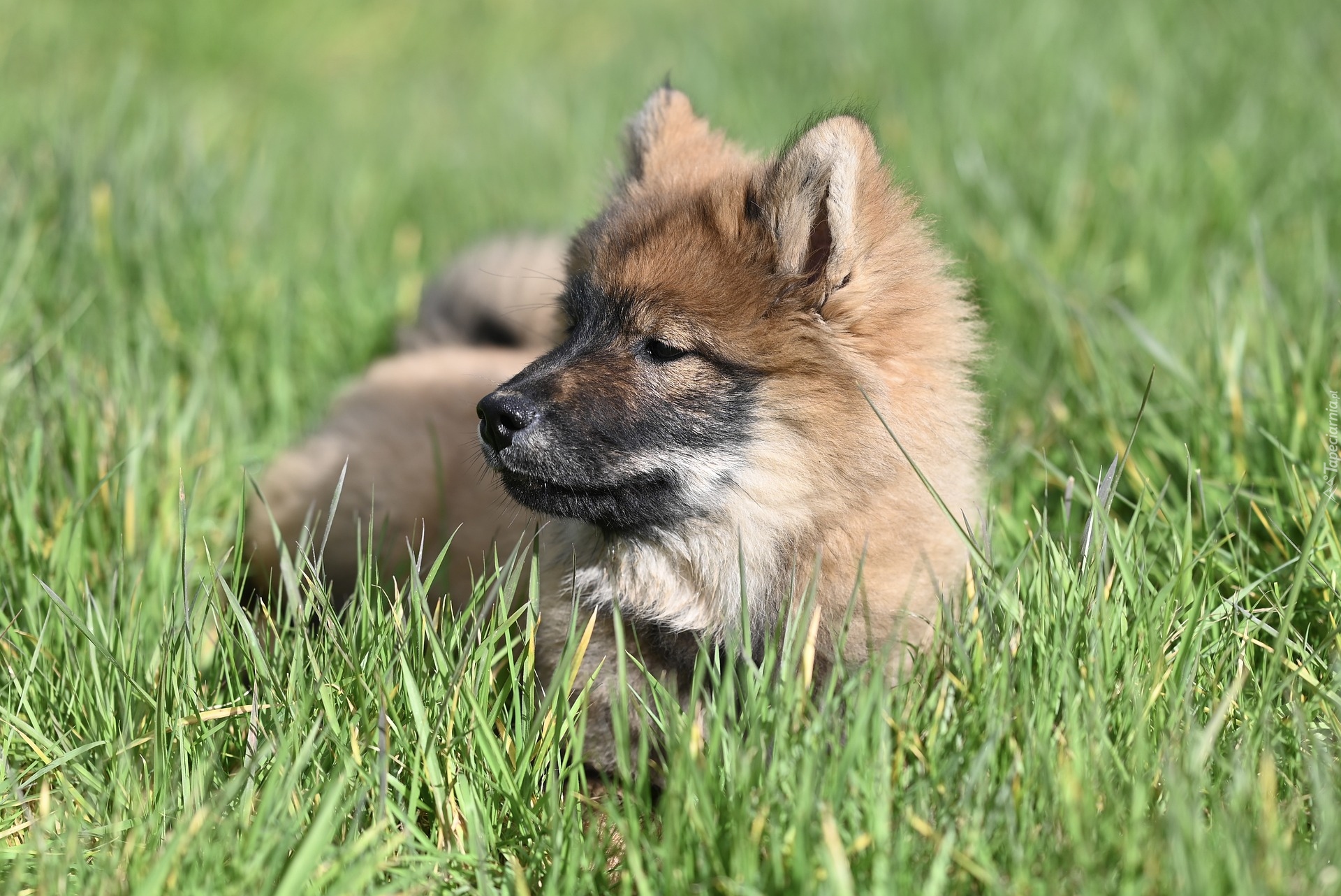 Pies, Szpic eurasier, Szczeniak, Trawa