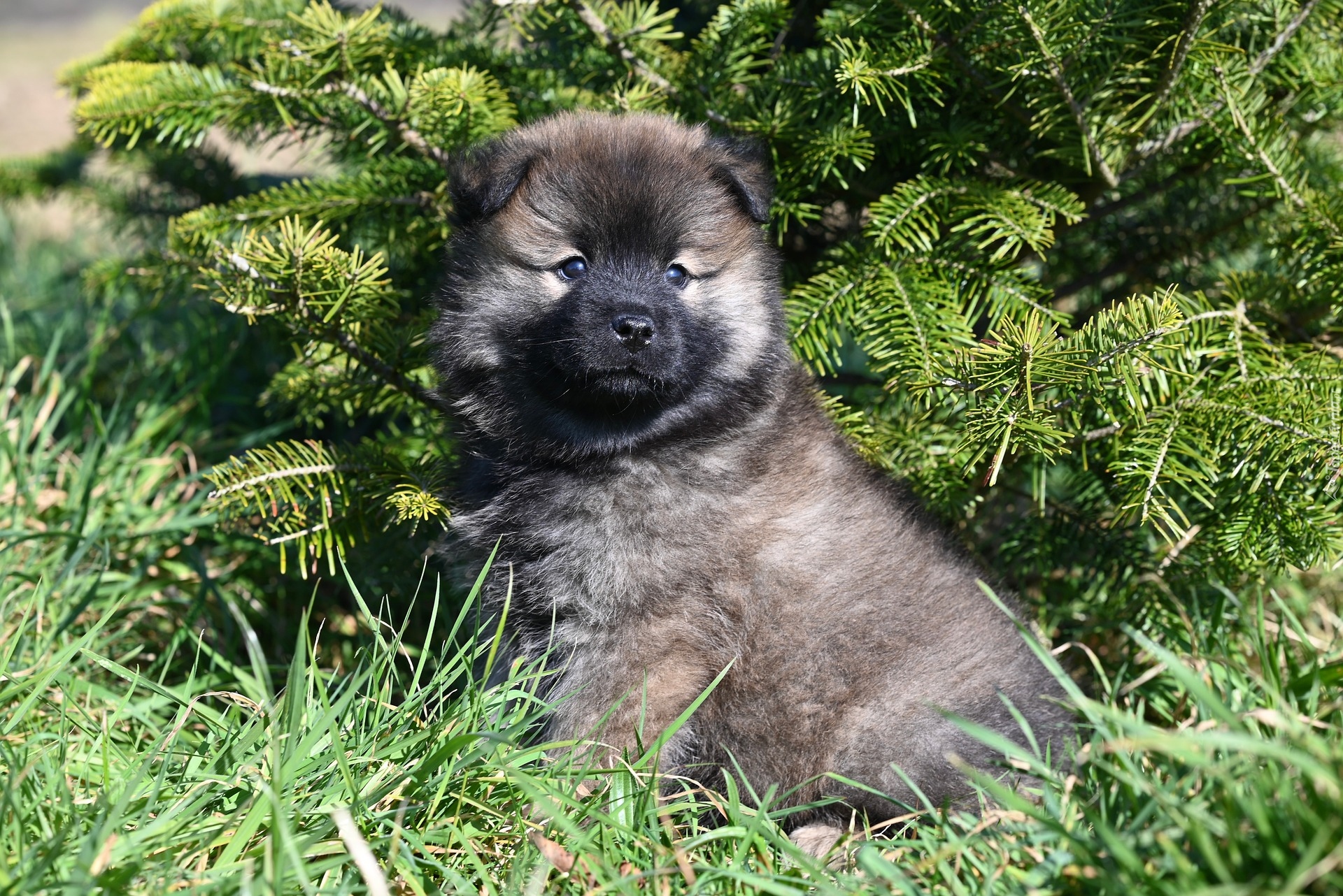 Szczeniak, Pies, Szpic eurasier