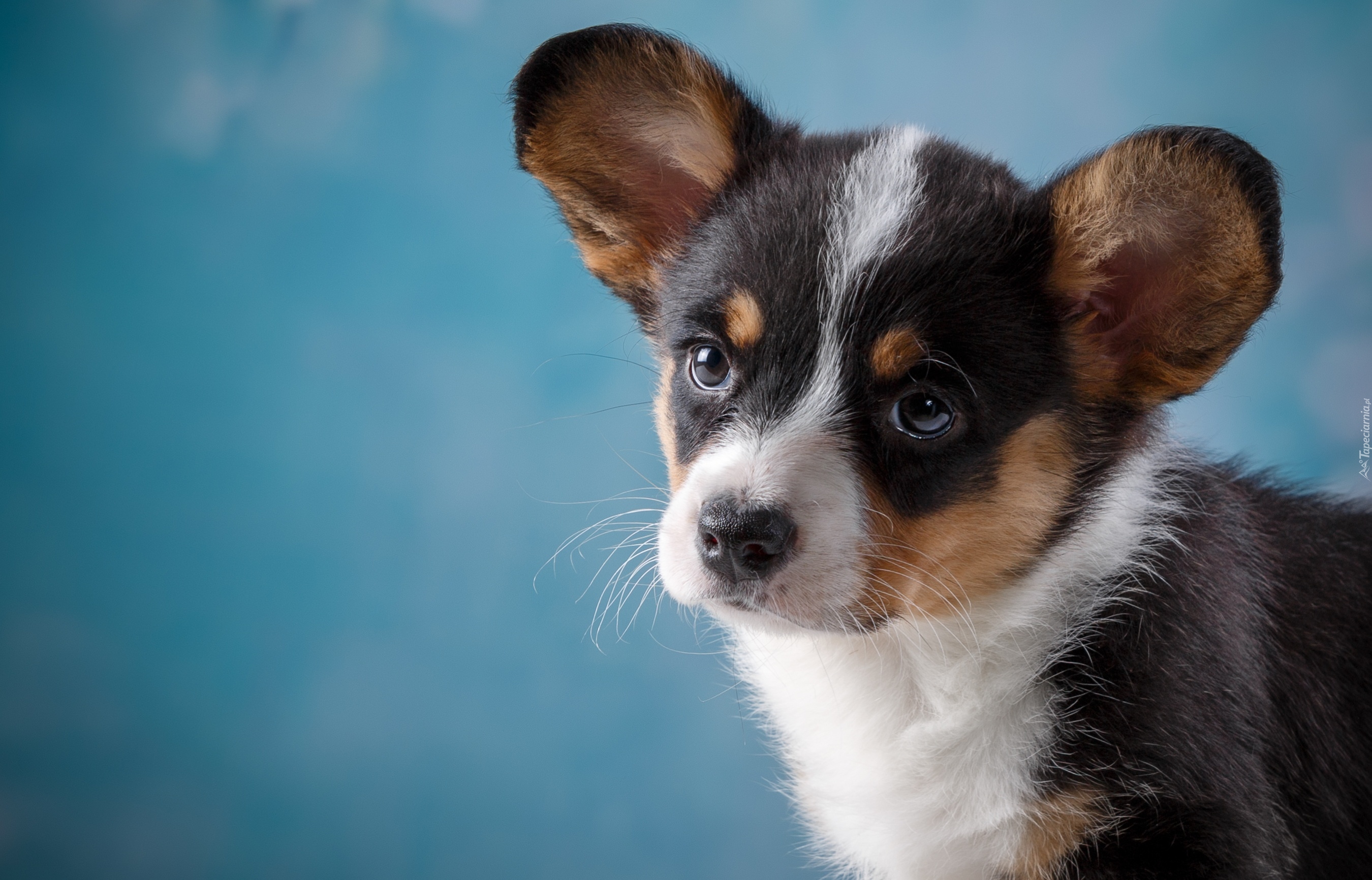 Szczeniak, Welsh corgi cardigan