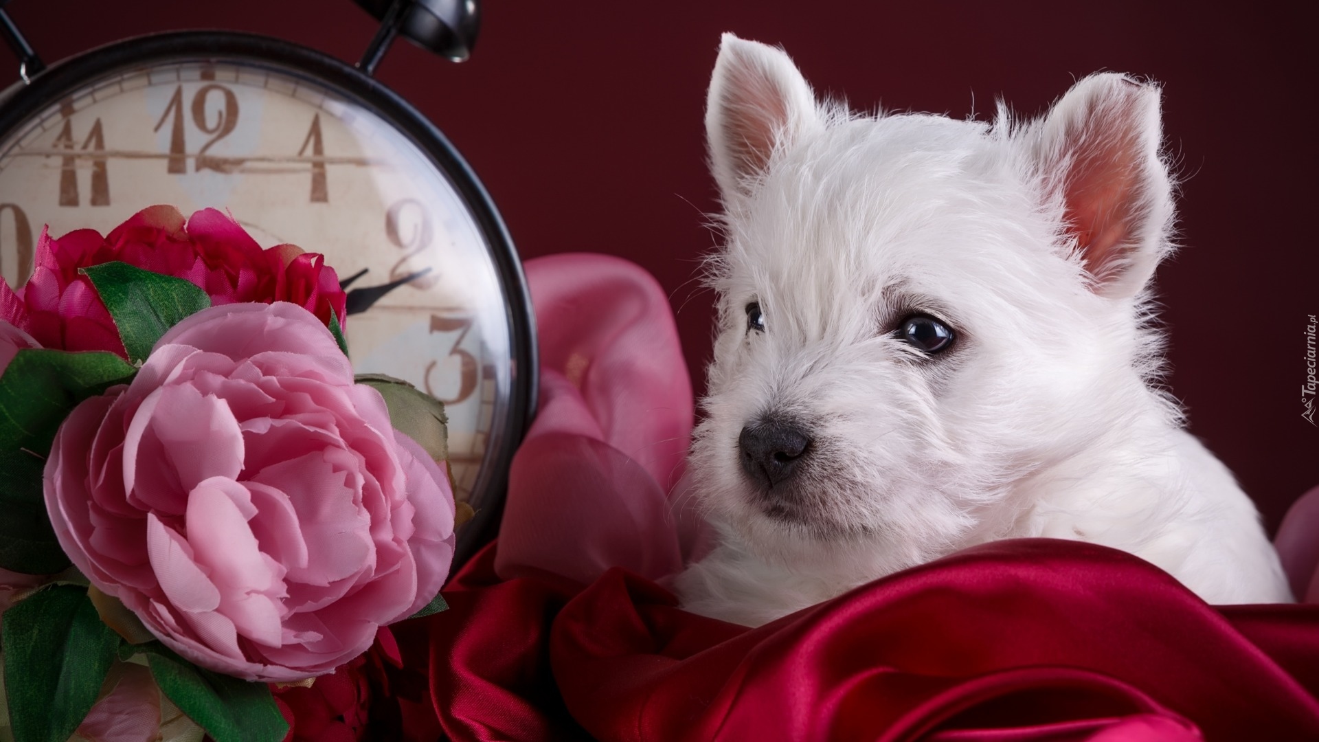 Szczeniak, West highland white terrier, Zegar, Kwiaty