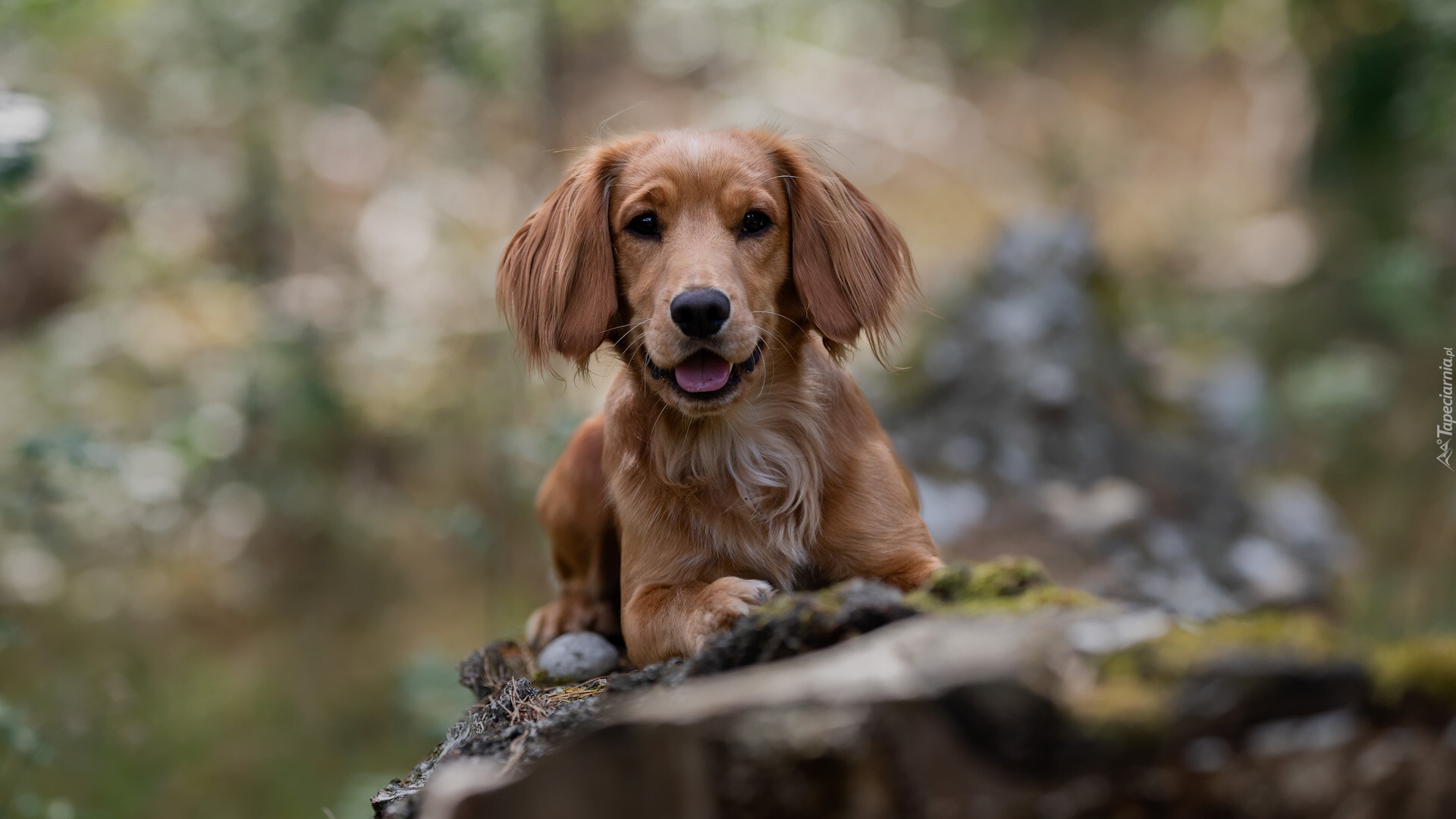 Pies, Szczeniak, Working cocker spaniel