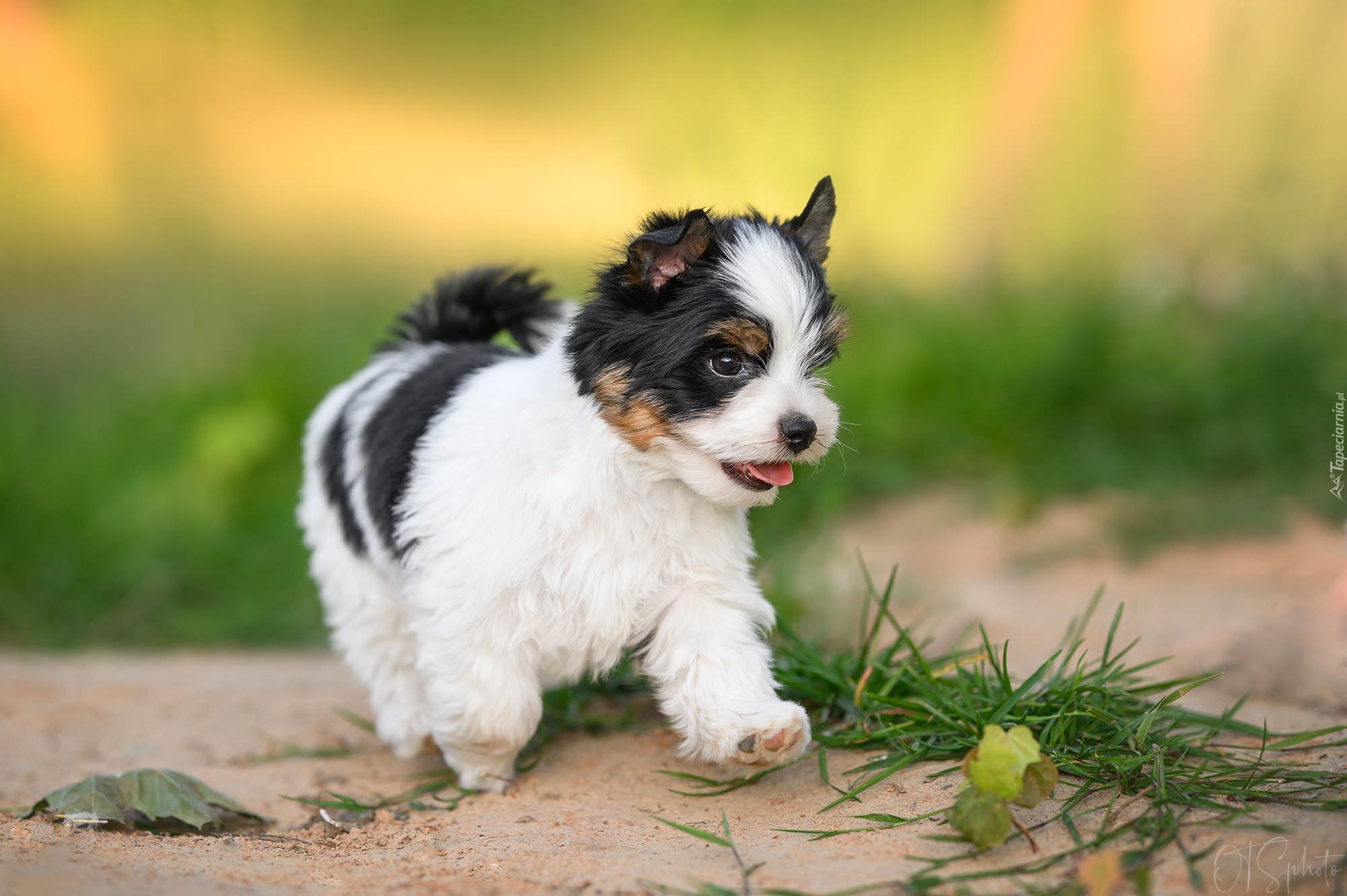 Pies, Szczeniak, Yorkshire terrier biewer, Trawa