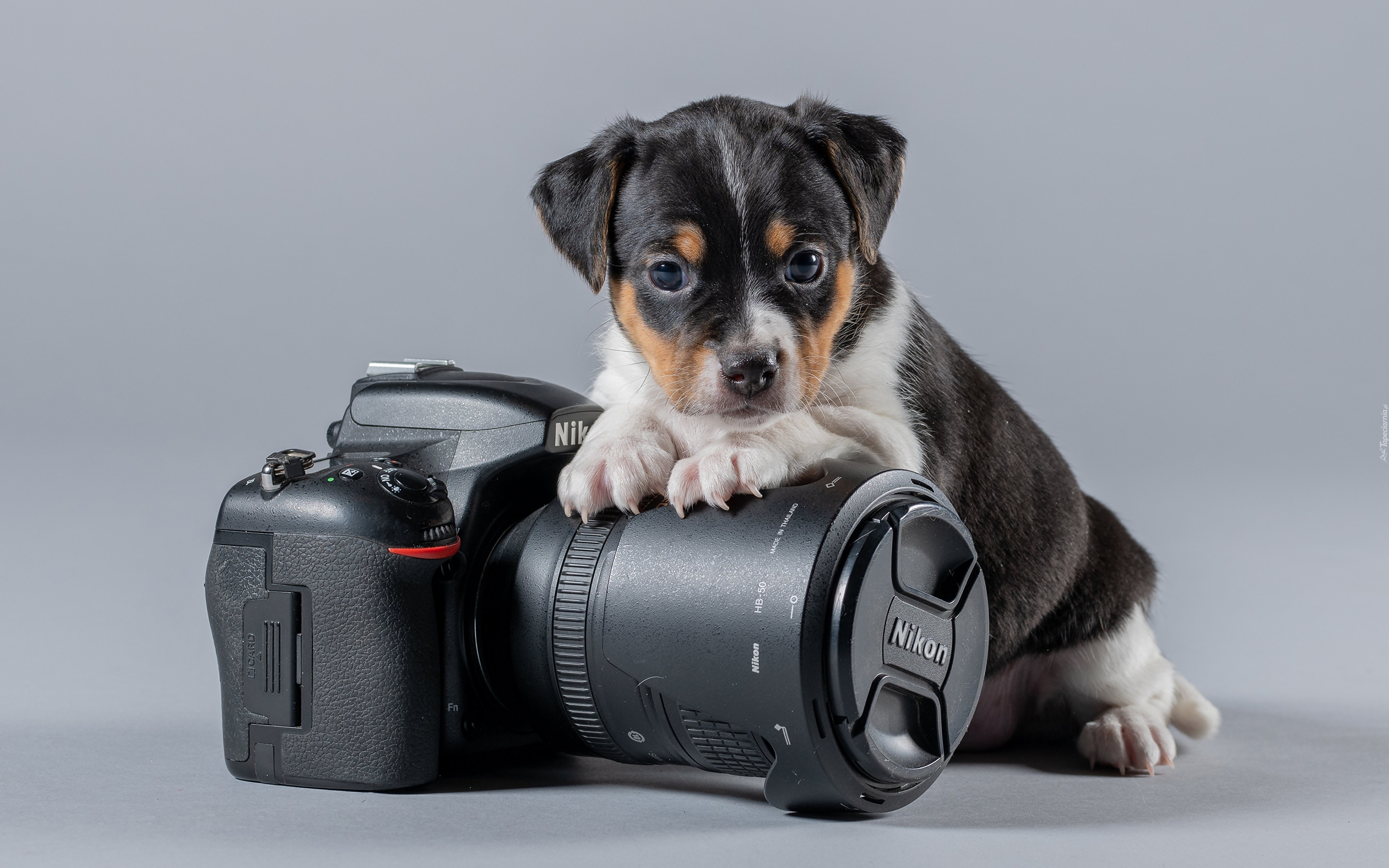 Pies, Szczeniak, Aparat fotograficzny