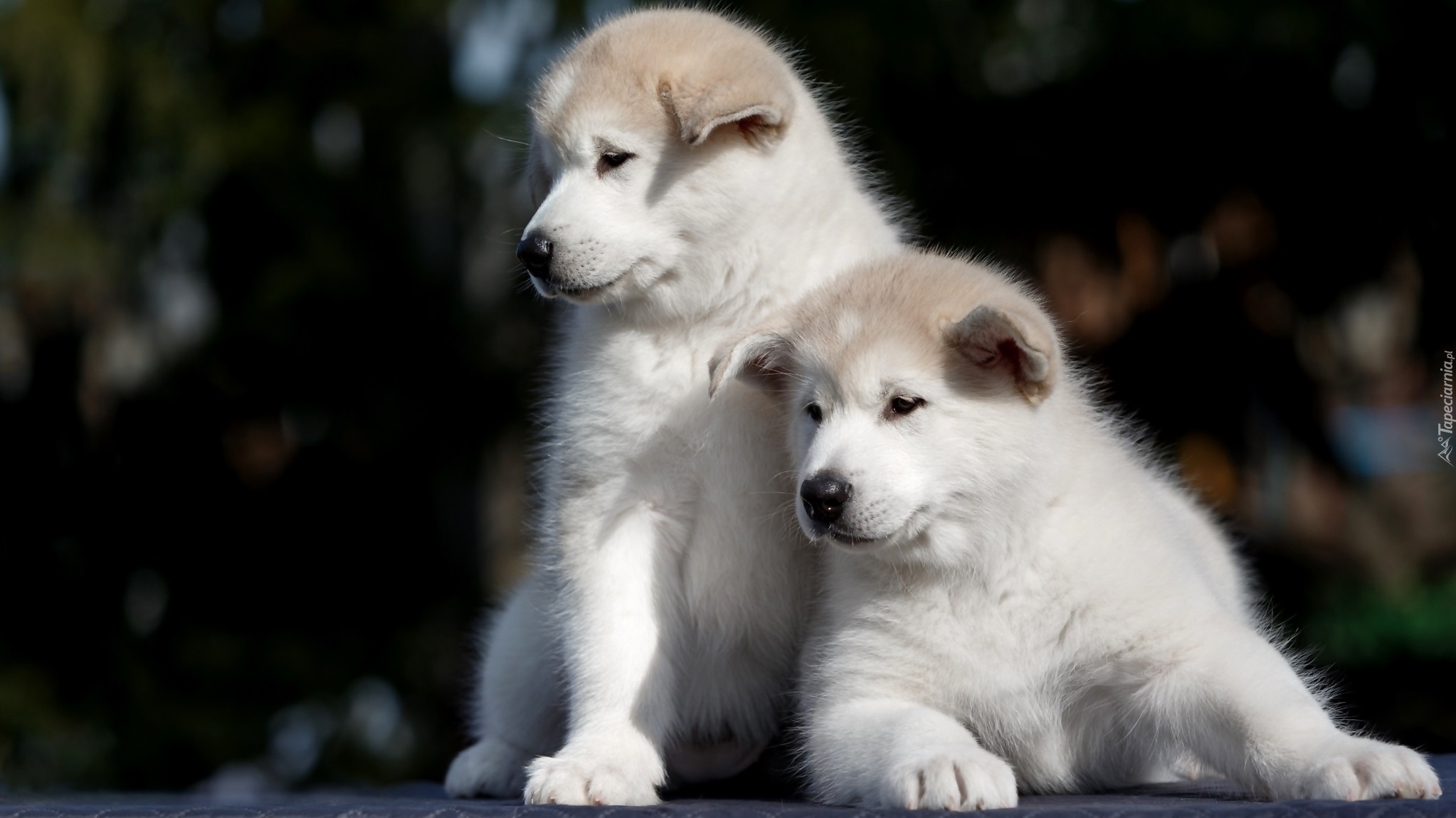 Dwa, Białe, Szczeniaki, Akita inu