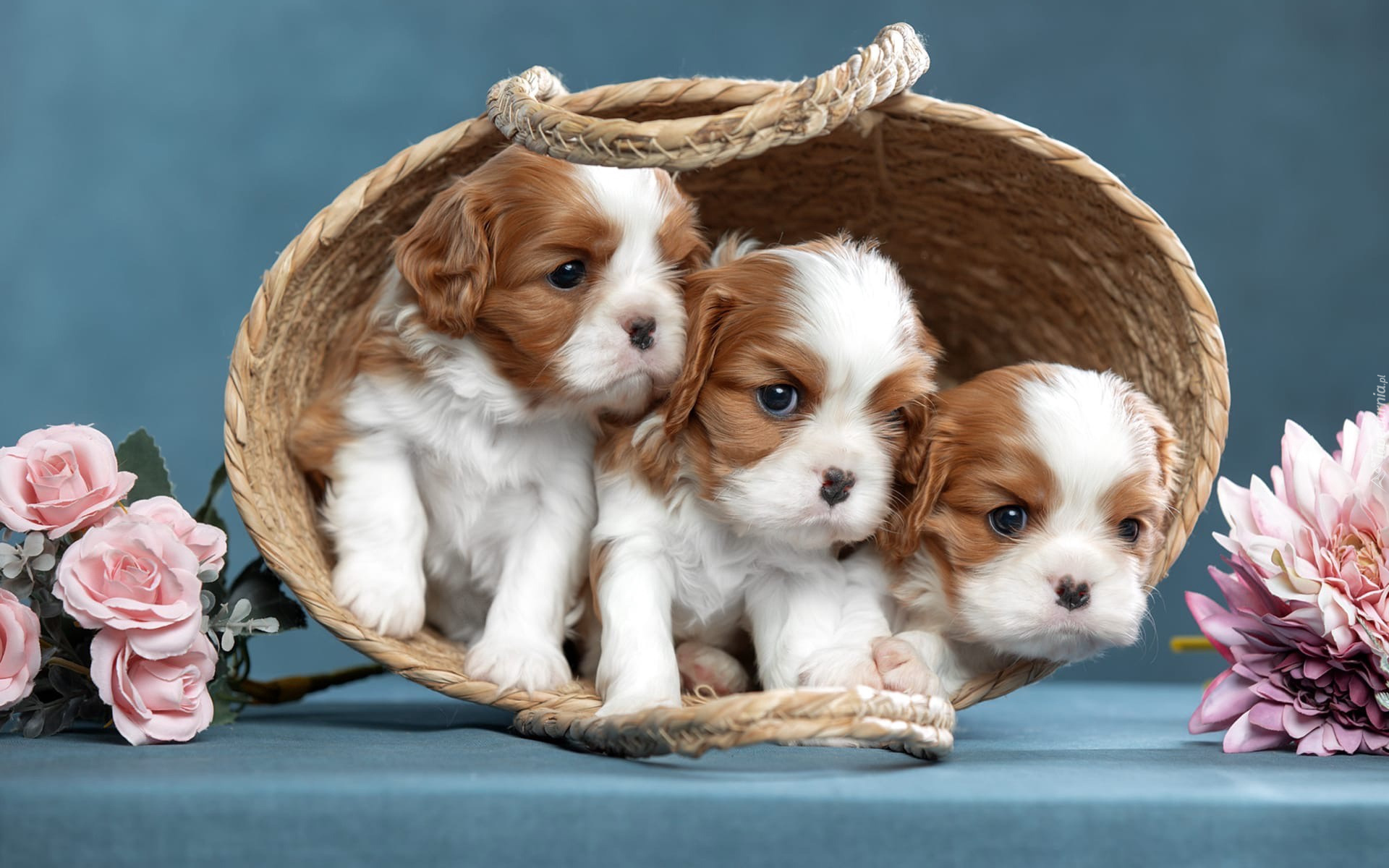 Psy, Trzy, Szczenięta, Koszyk, Cavalier king charles spaniel, Kwiaty, Róże, Chryzantemy