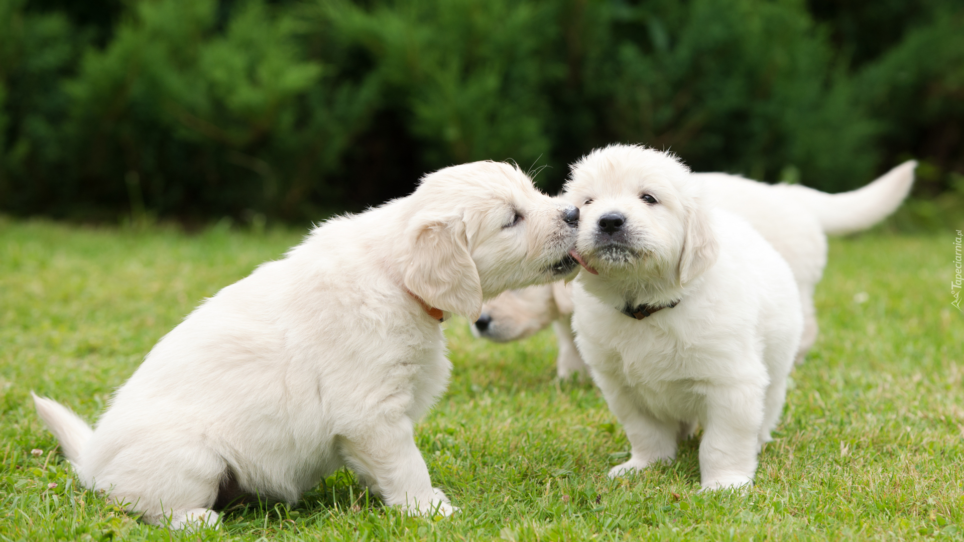 Dwa, Psy, Szczeniaki, Golden retriever, Trawa