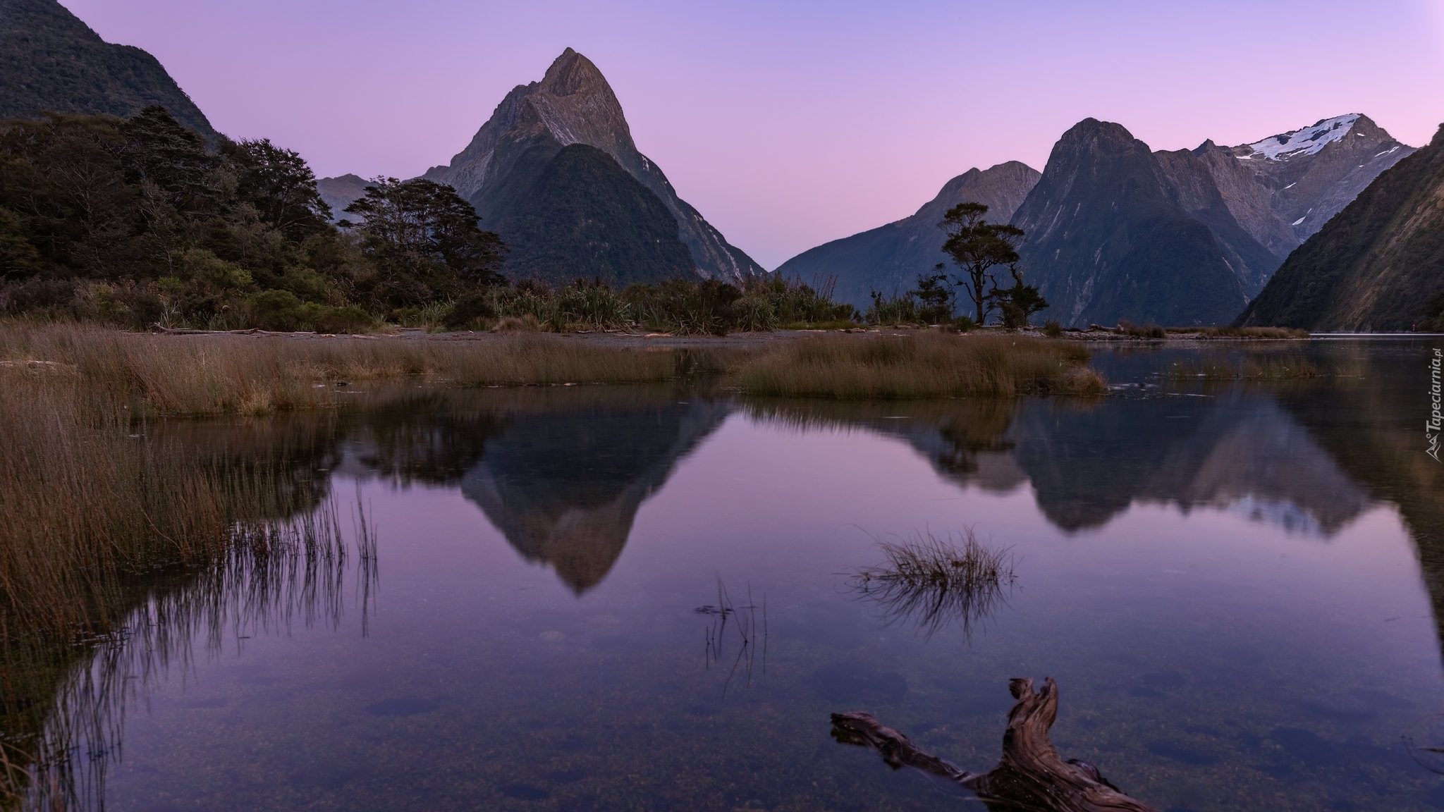 Zatoka Milforda, Fiord Milford, Góry, Alpy Południowe, Góra Mitre Peak, Odbicie, Konar, Park Narodowy Fiordland, Wyspa Południowa, Nowa Zelandia