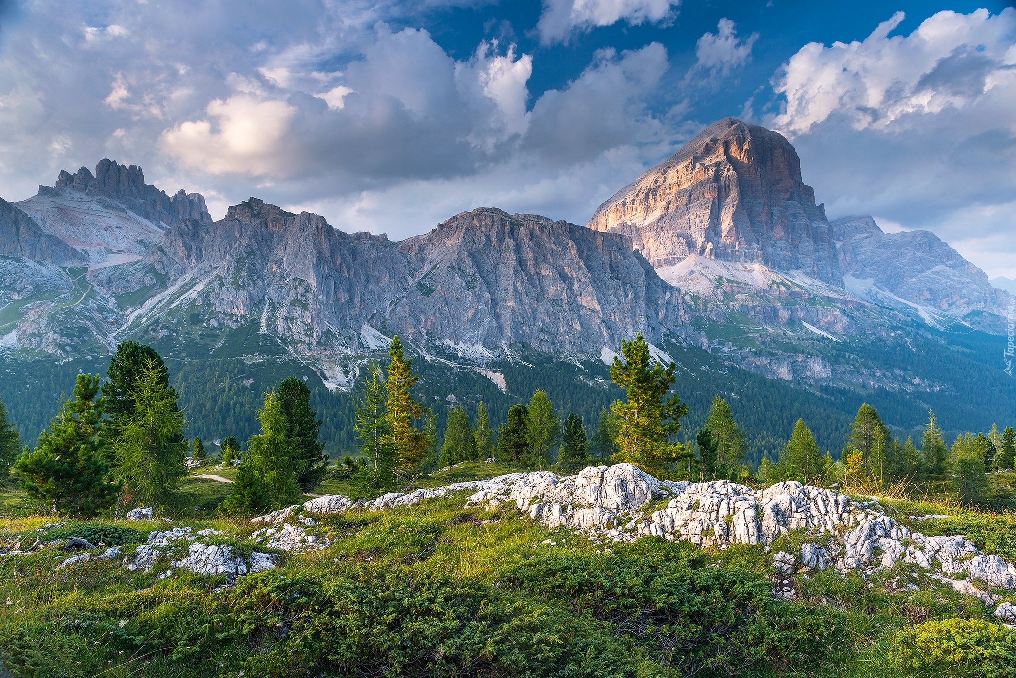 Włochy, Dolomity, Góry Sella, Szczyt Piz Boe, Drzewa, Skały