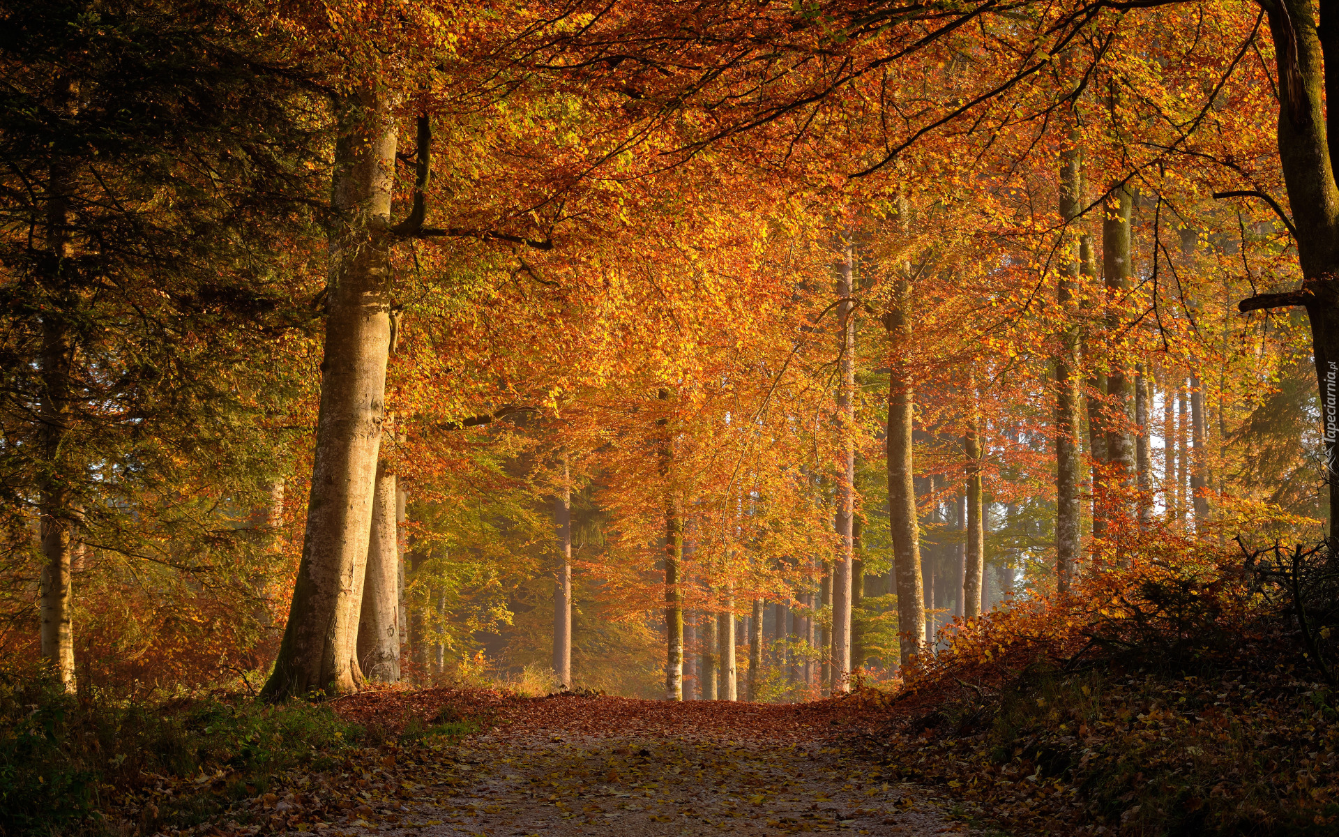 Jesień, Las, Drzewa, Ścieżka, Opadłe, Liście
