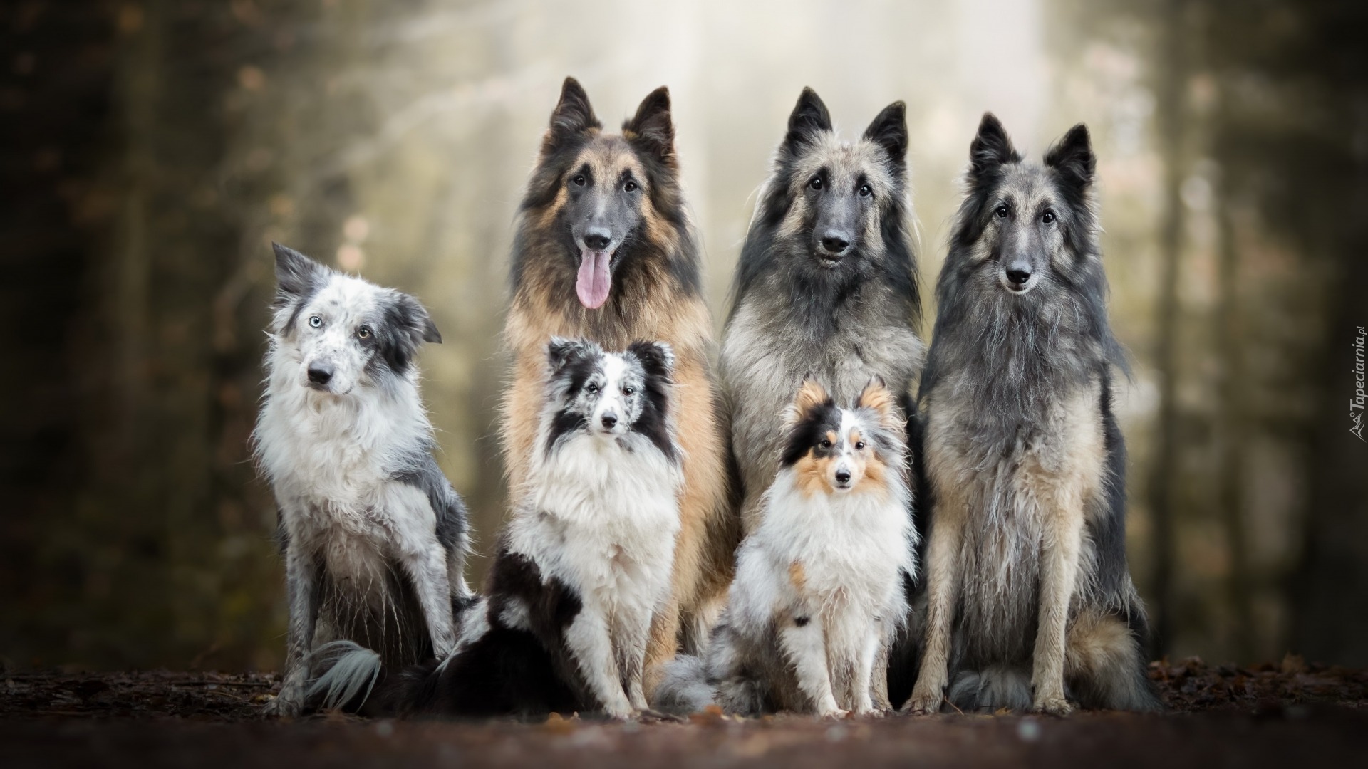 Sześć, Psów, Trzy, Owczarki belgijskie tervueren, Border collie, Owczarek szetlandzki