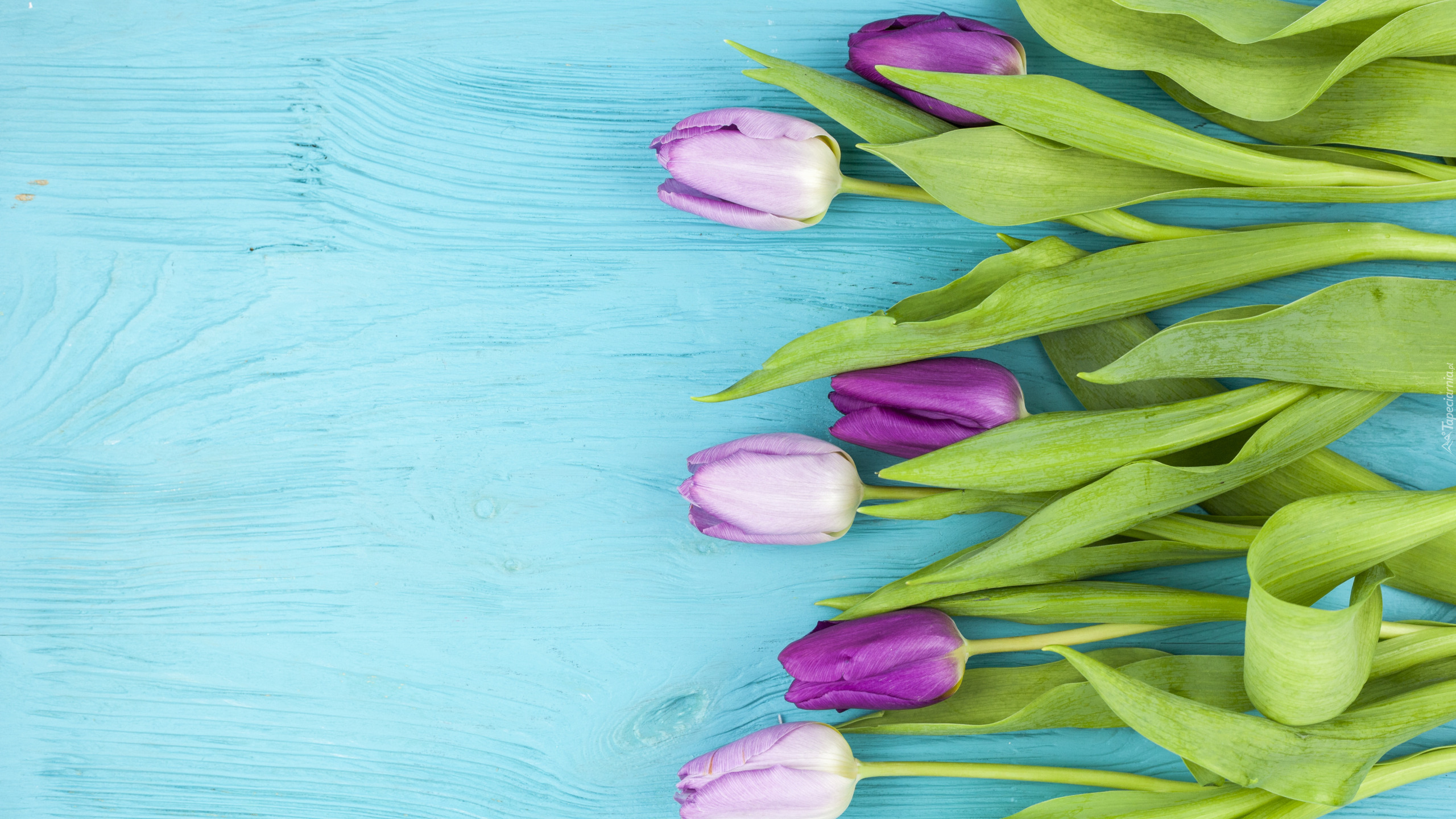 Tulipany, Niebieskie, Deski