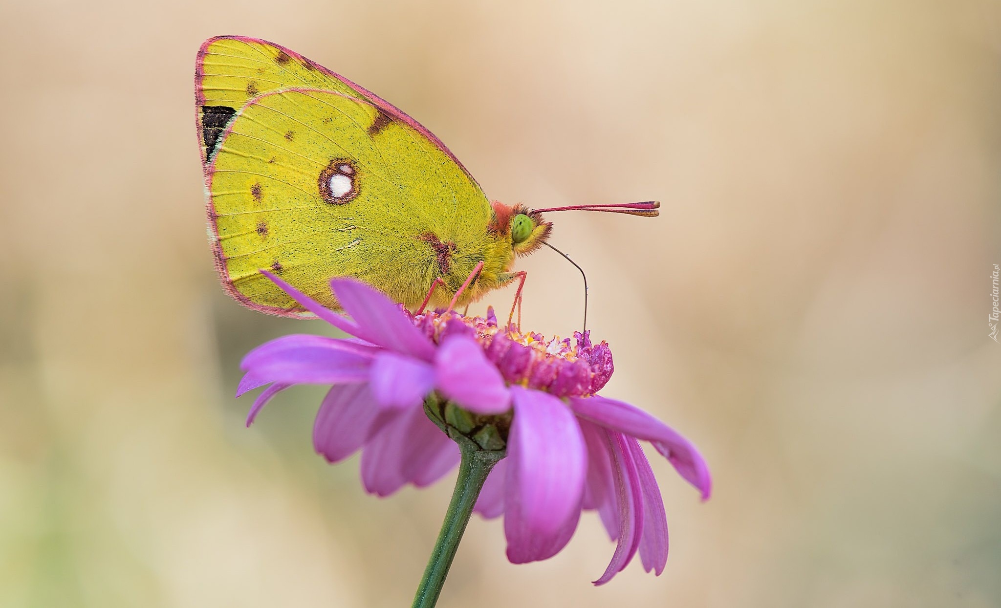 Żółty, Motyl, Szlaczkoń południowiec, Kwiat