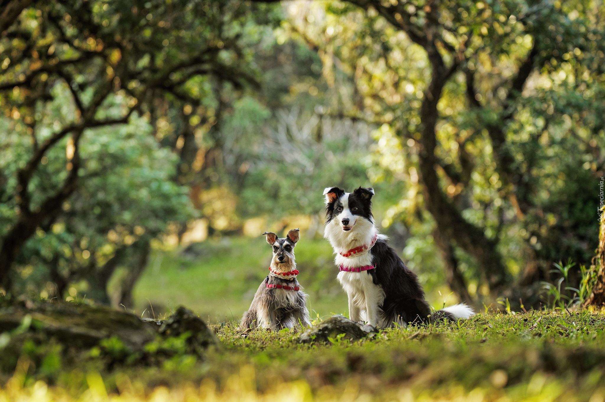 Łąka, Sznaucer miniaturowy, Border collie, Rozmyte, Tło