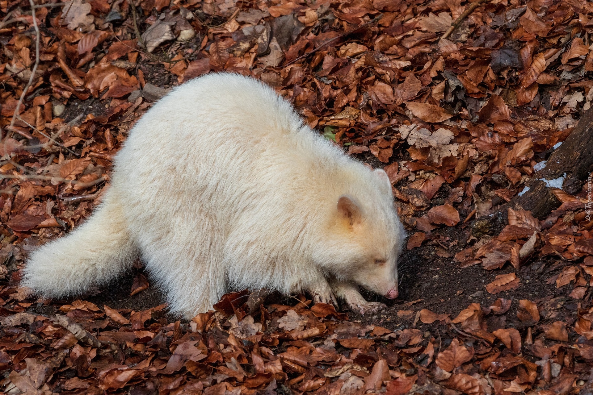 Albinos, Biały, Szop pracz