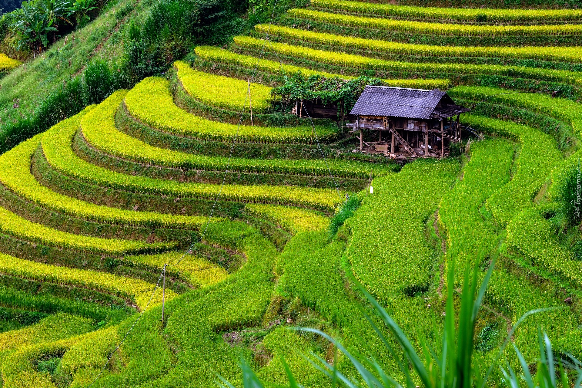 Pola, Tarasy ryżowe, Uprawa, Wzgórza, Szopa, Dom, Wietnam