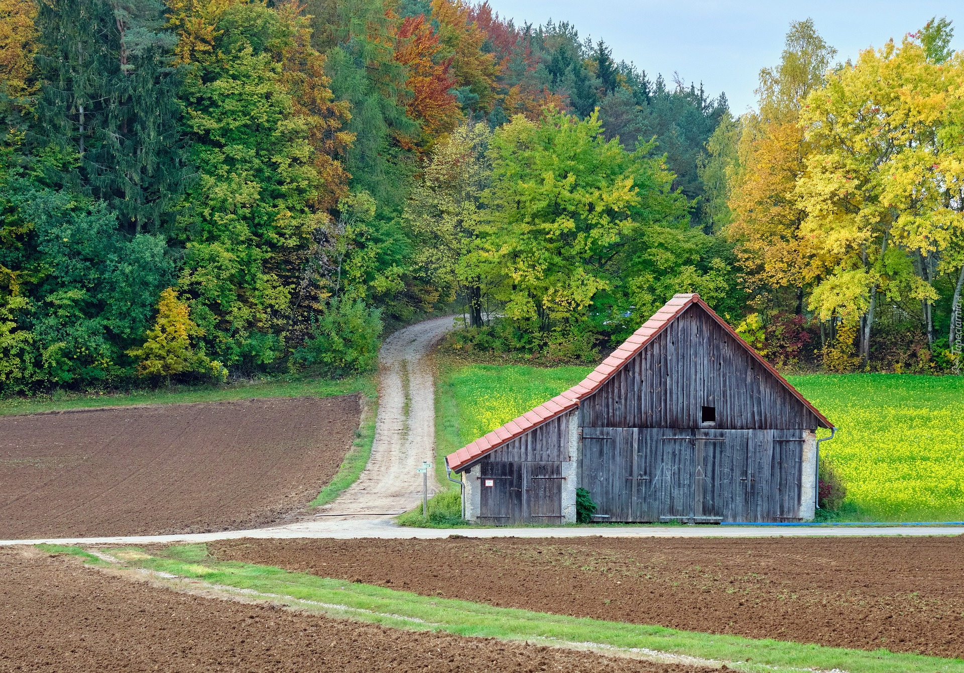 Las, Drzewa, Droga, Szopa, Pole, Jesień