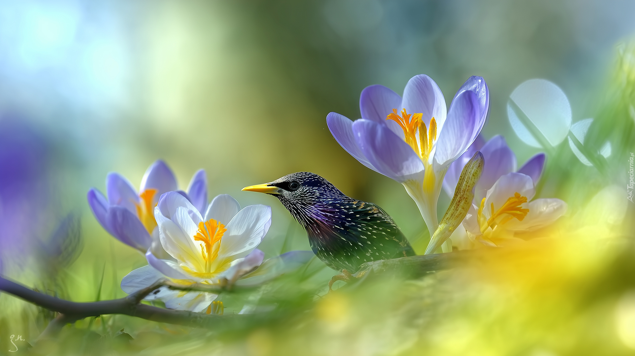 Szpak, Ptak, Krokusy, Kwiaty, Grafika AI