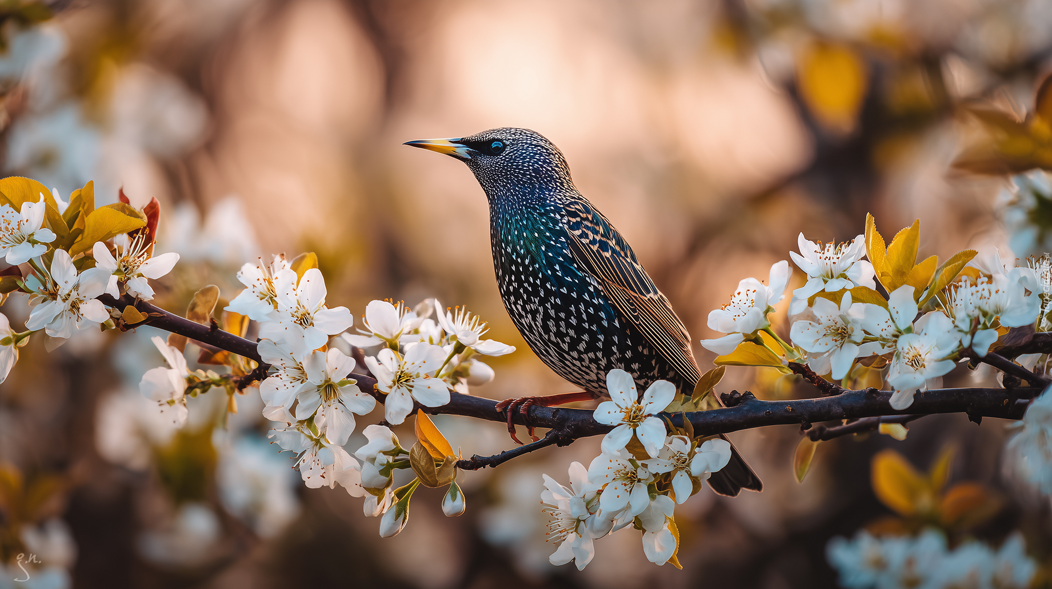 Ptak, Szpak, Gałązka, Kwiaty, Drzewo owocowe, Grafika AI