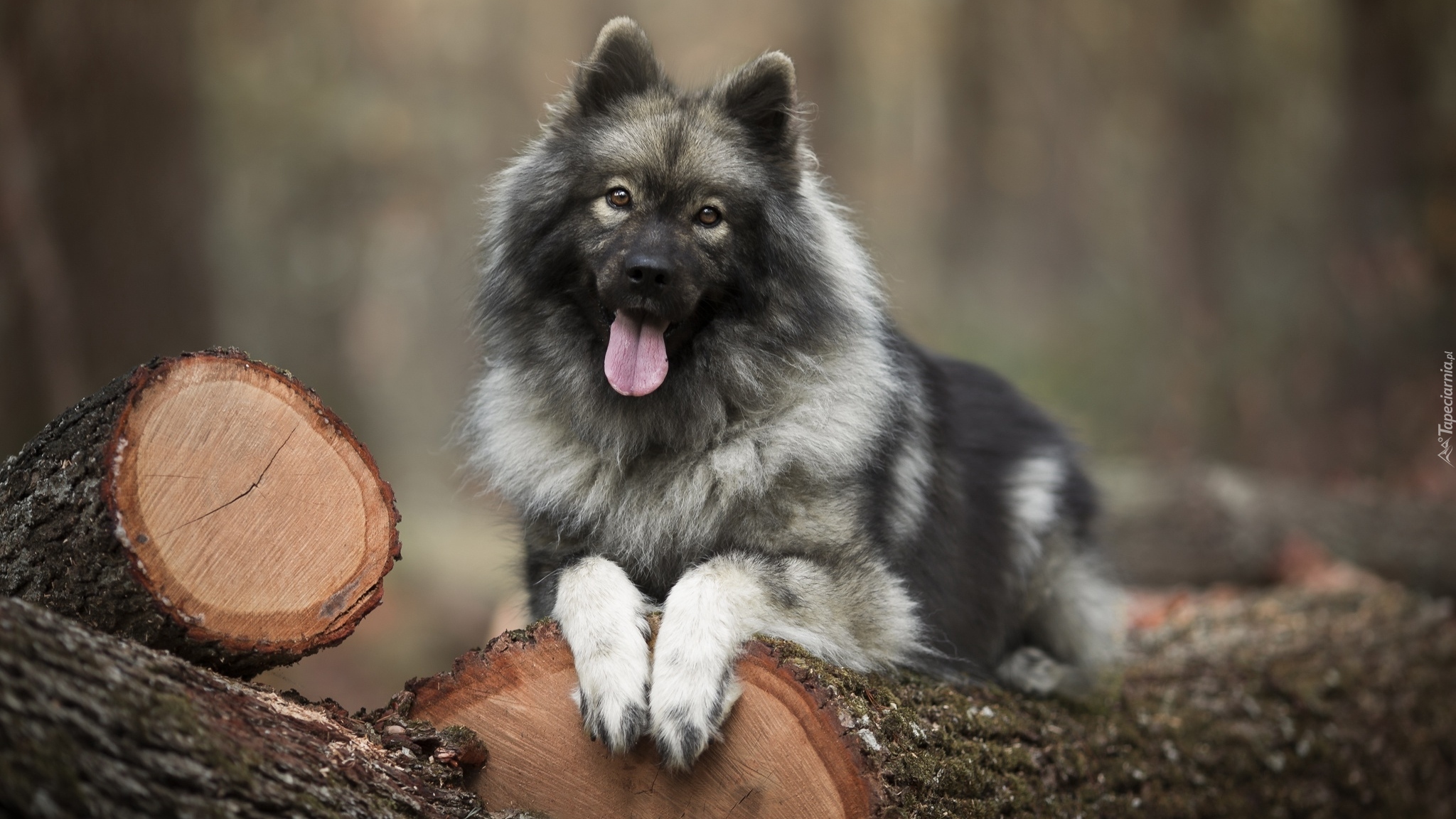 Pies, Szpic eurasier, Kłody, Drewno